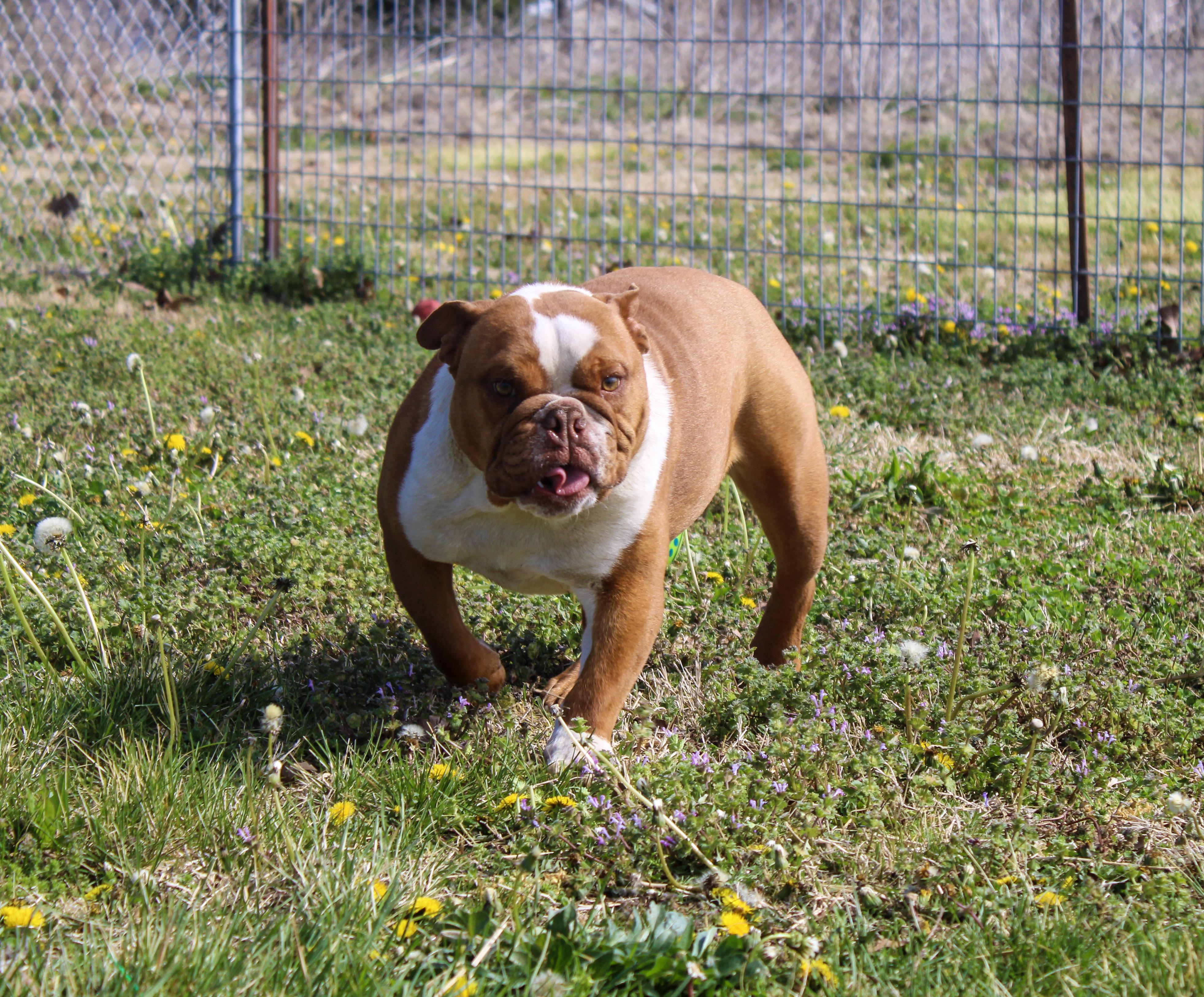 Ripple Chip, an adopted English Bulldog in Neosho, MO image 2/3