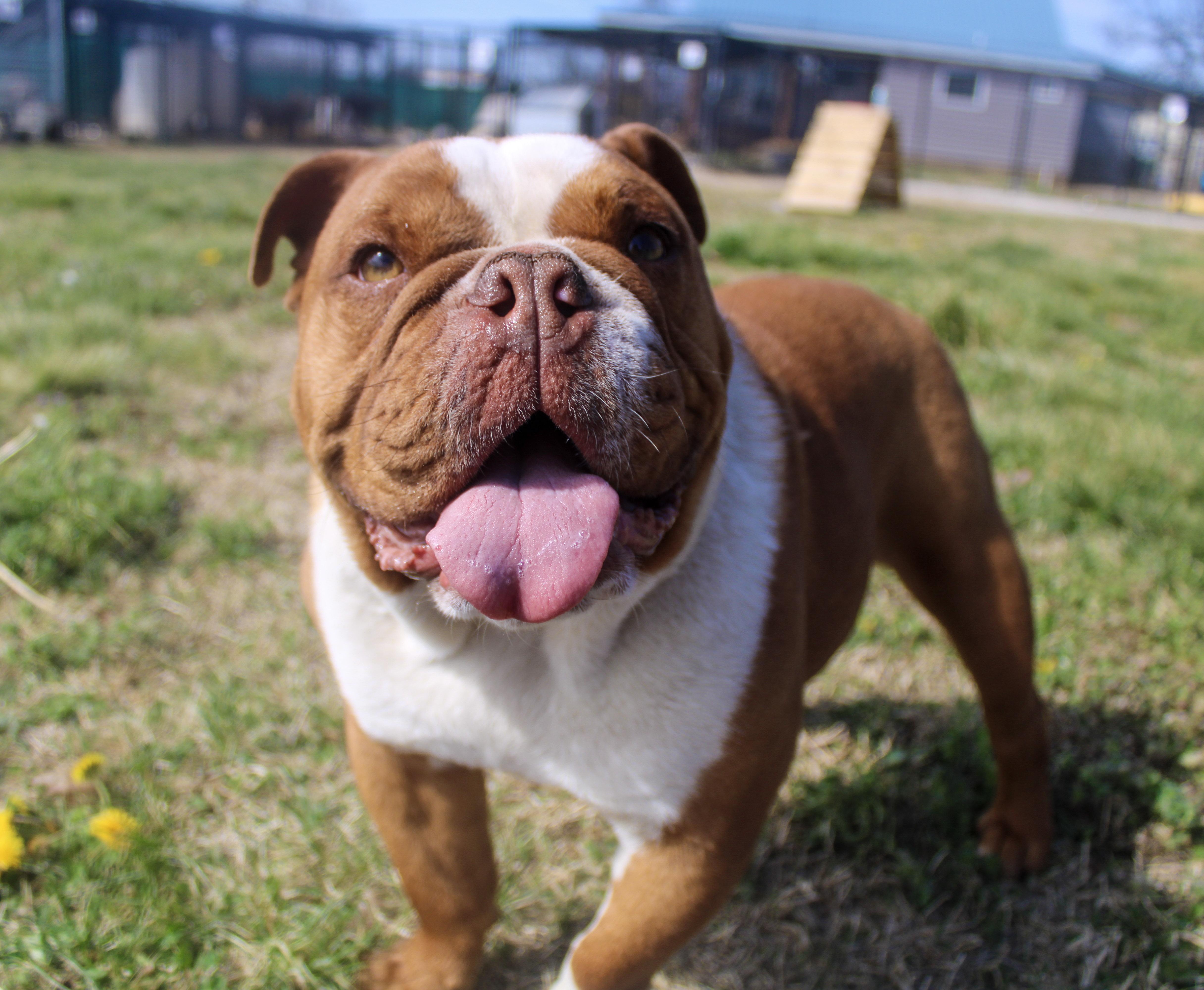 Ripple Chip, an adopted English Bulldog in Neosho, MO image 1/3