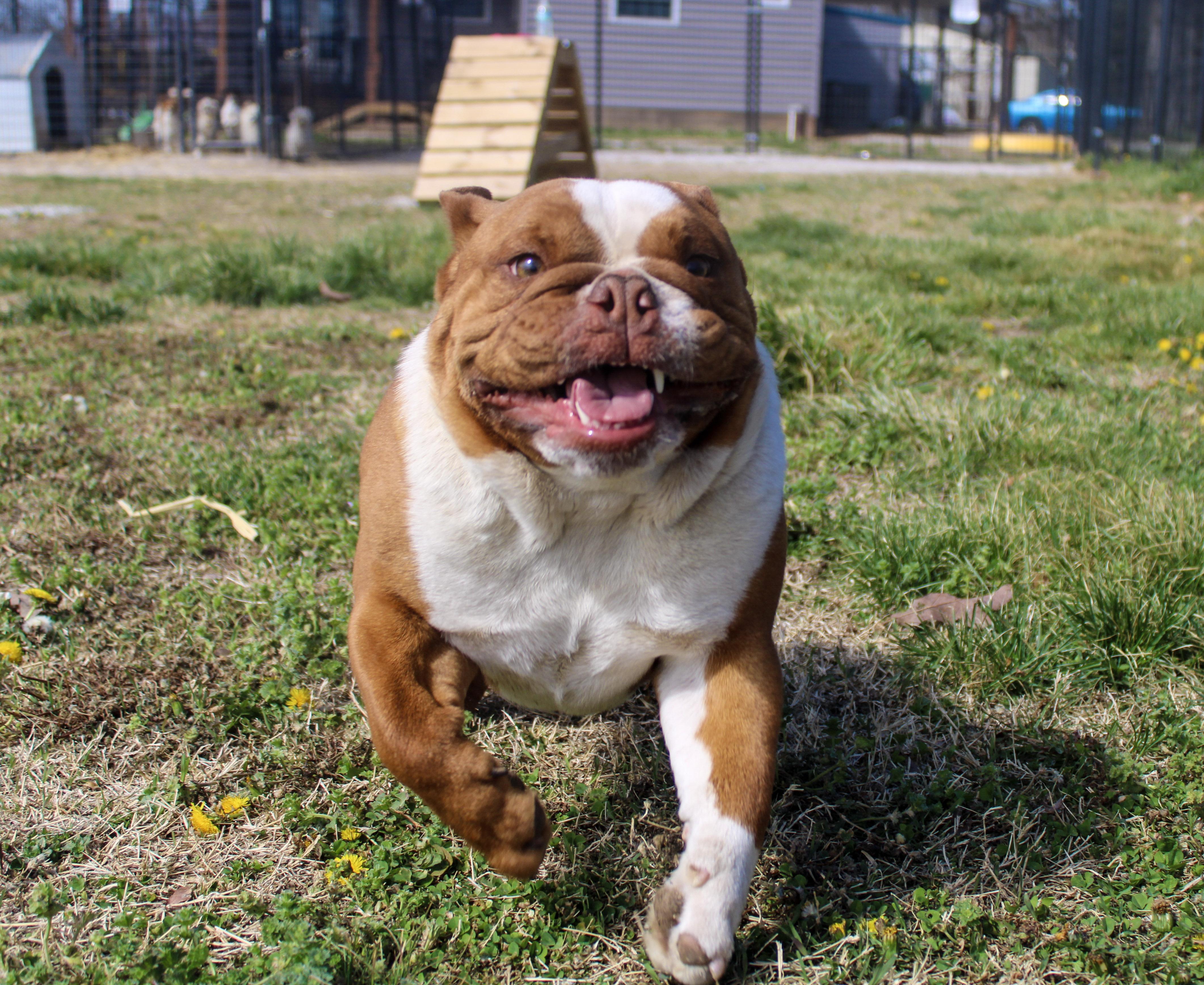 Ripple Chip, an adopted English Bulldog in Neosho, MO image 3/3