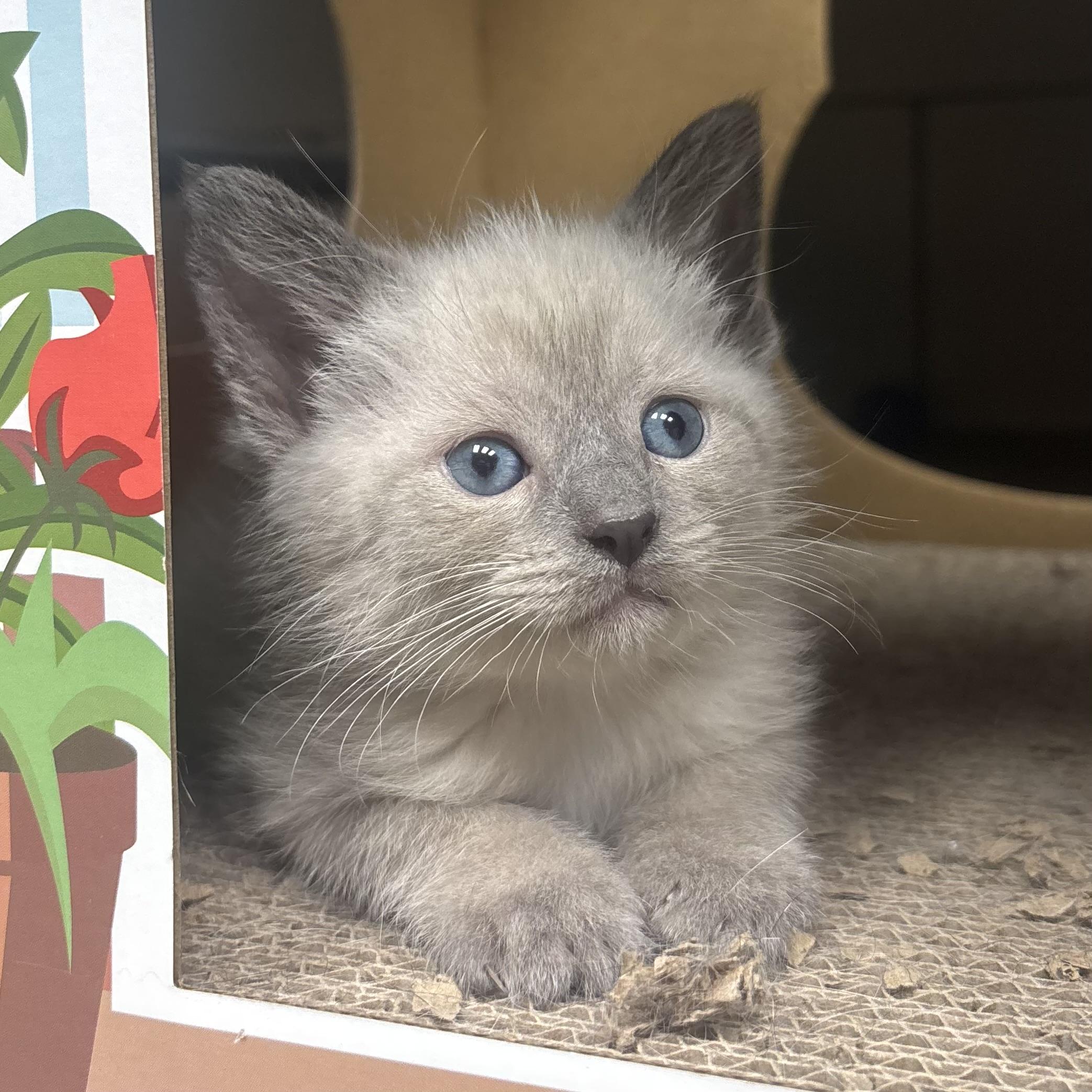 Nina, ADOPTABLE, Kitten Female Siamese.