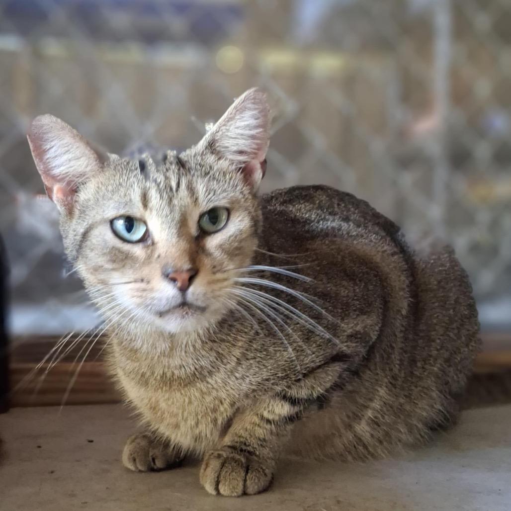 Enlarge Porter, a Adoptable Domestic Short Hair in Titusville, FL image 1/3
