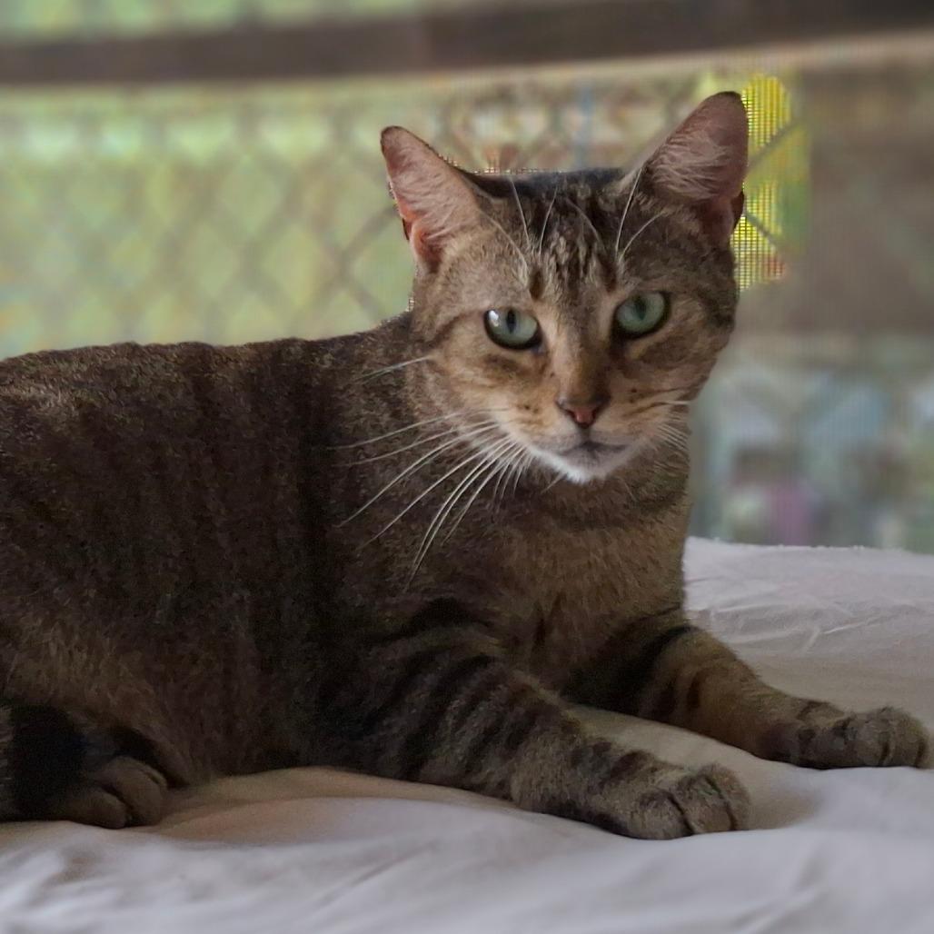 Enlarge Porter, a Adoptable Domestic Short Hair in Titusville, FL image 2/3