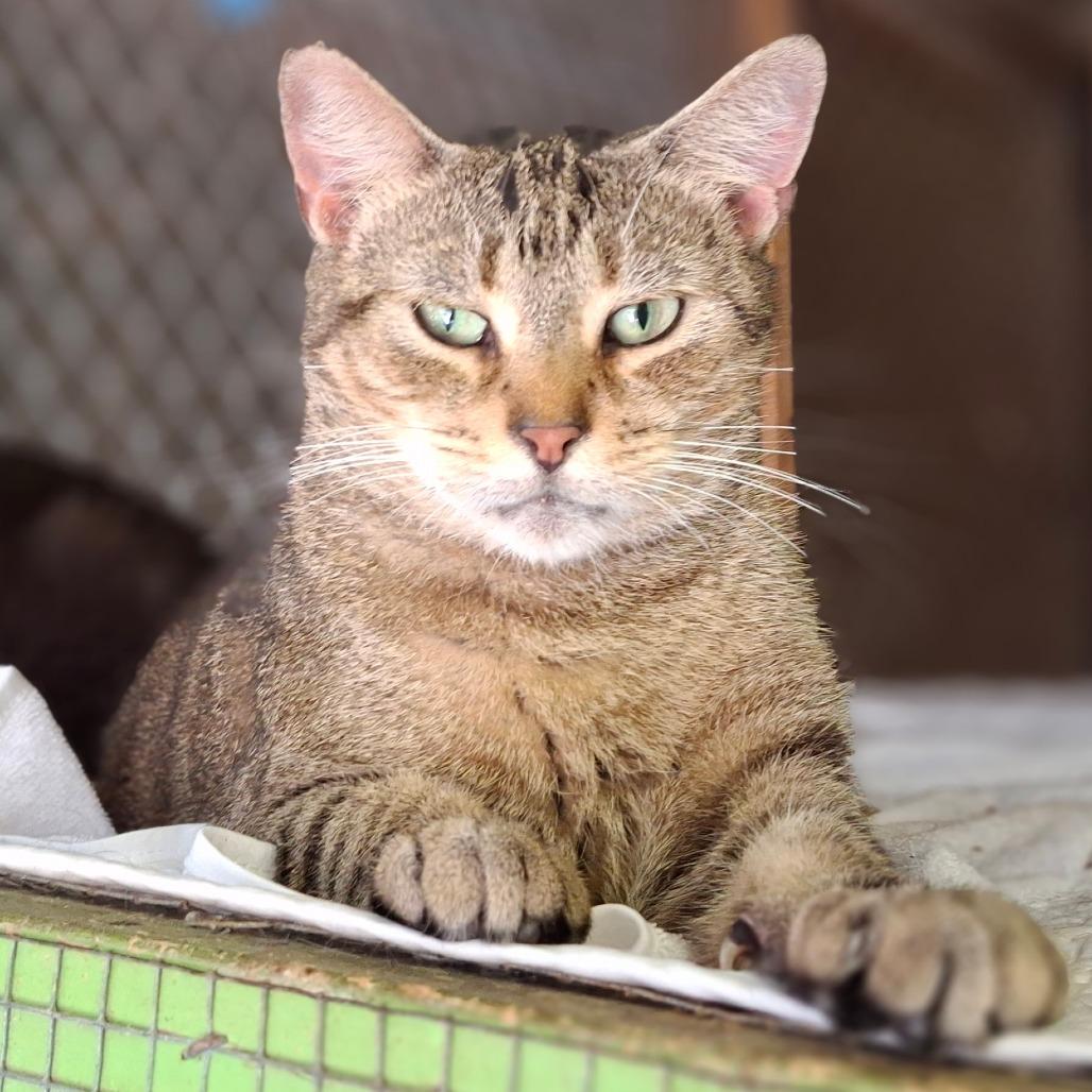 Enlarge Porter, a Adoptable Domestic Short Hair in Titusville, FL image 3/3