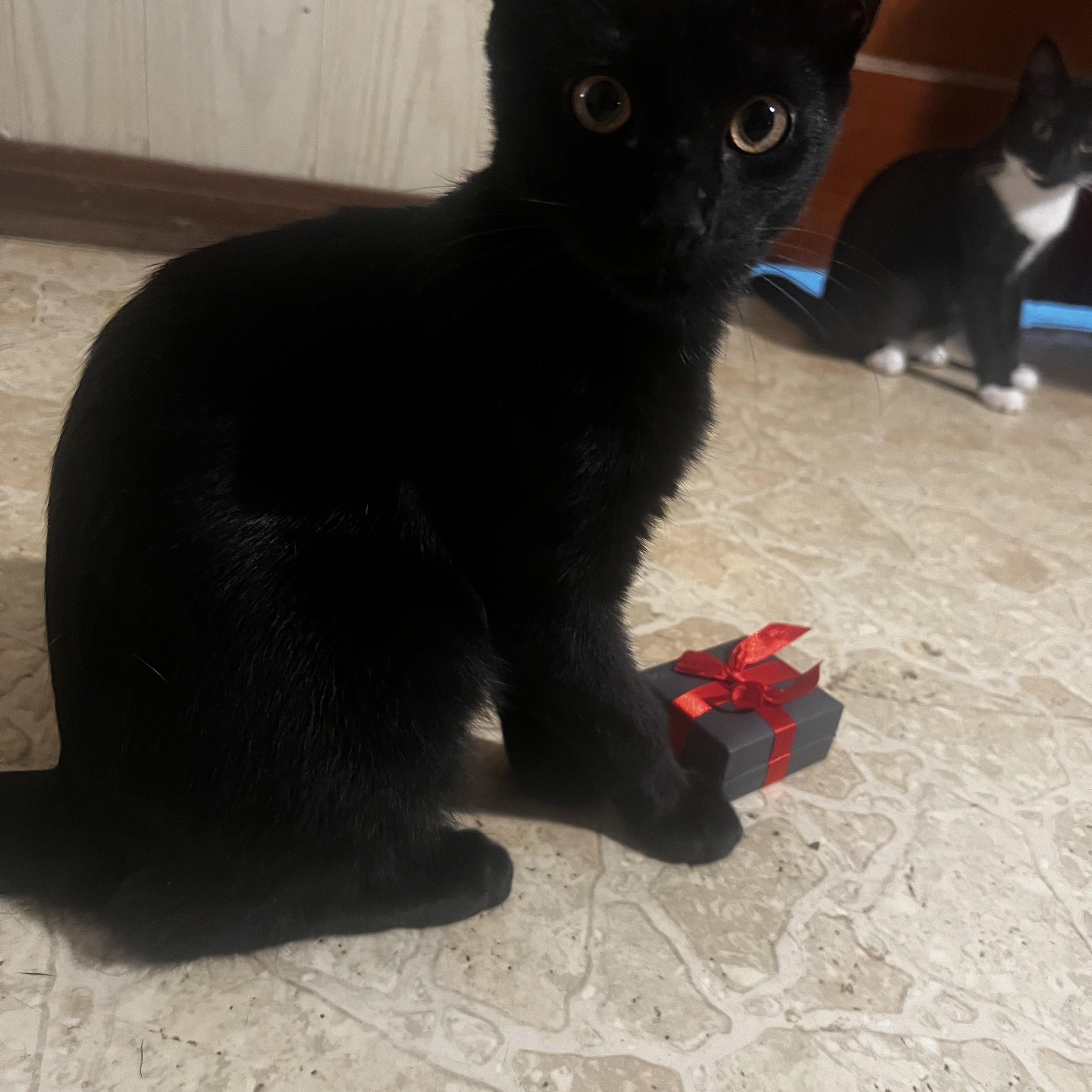 Enlarge Loki, a Adopted Domestic Short Hair in Homestead, PA image 3/4