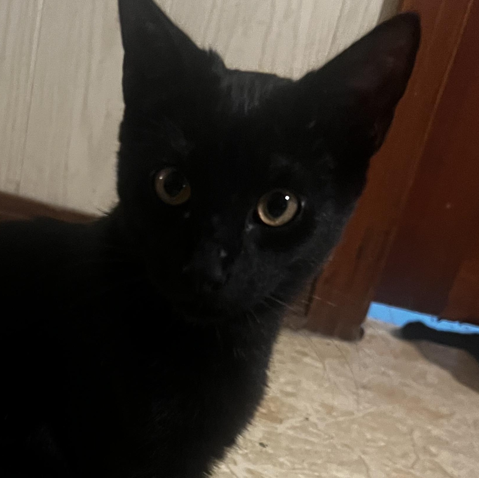 Loki, Adopted, Kitten Male Domestic Short Hair.