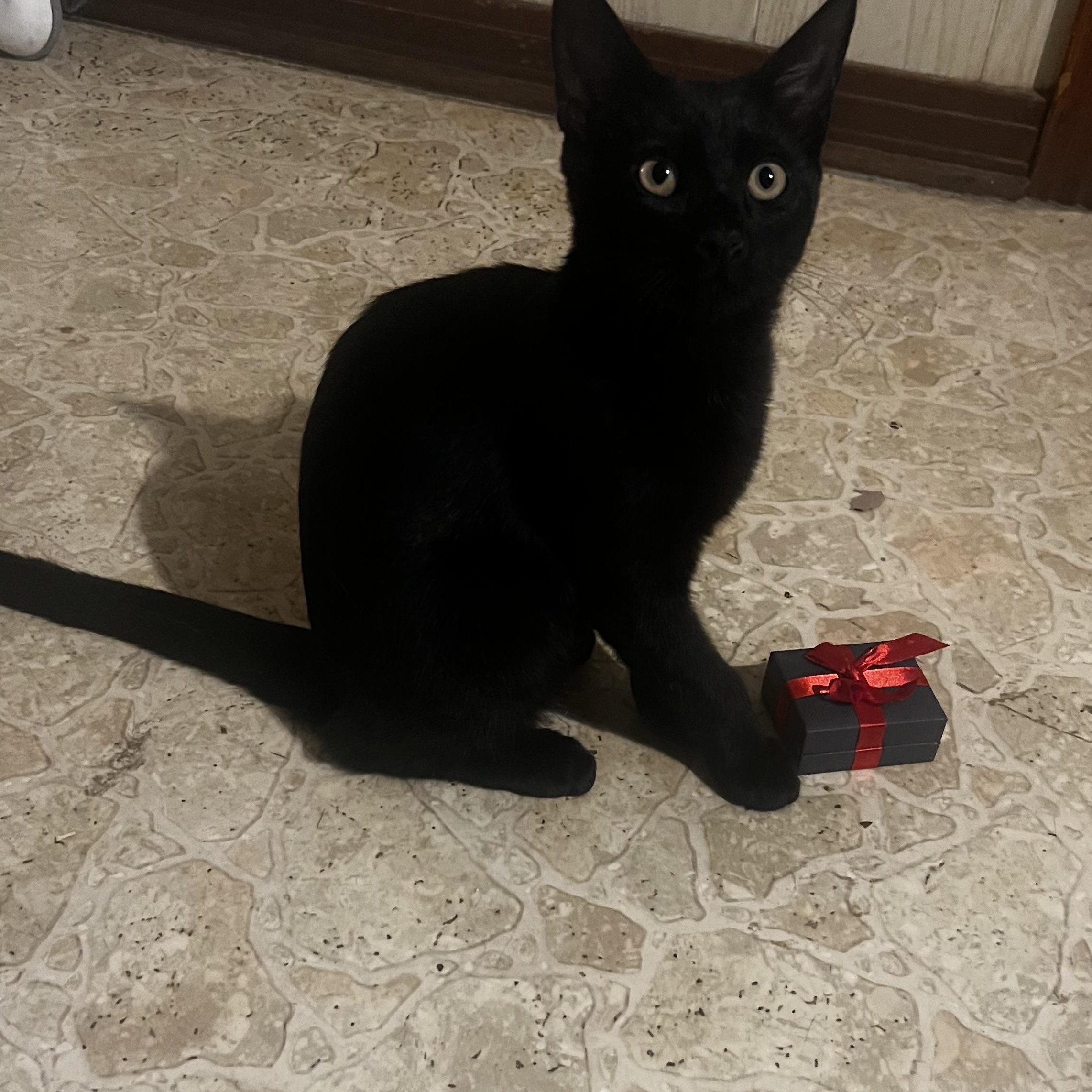 Enlarge Loki, a Adopted Domestic Short Hair in Homestead, PA image 2/4