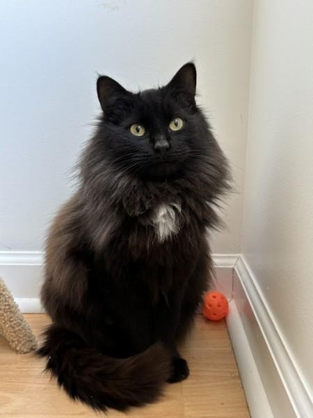 Enlarge Remy, a ADOPTABLE Domestic Long Hair in Wilmington, NC image 2/6