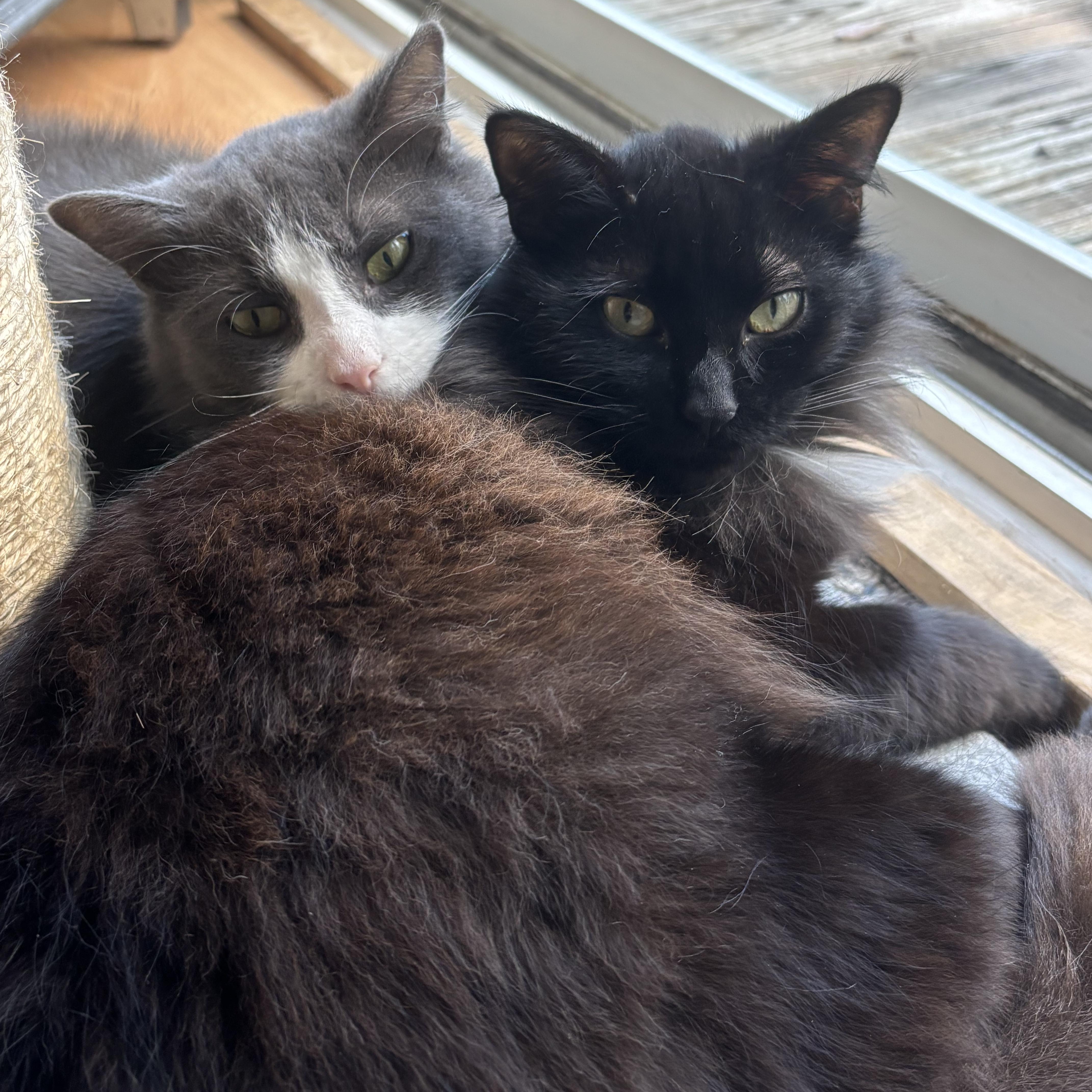 Enlarge Remy, a ADOPTABLE Domestic Long Hair in Wilmington, NC image 5/6