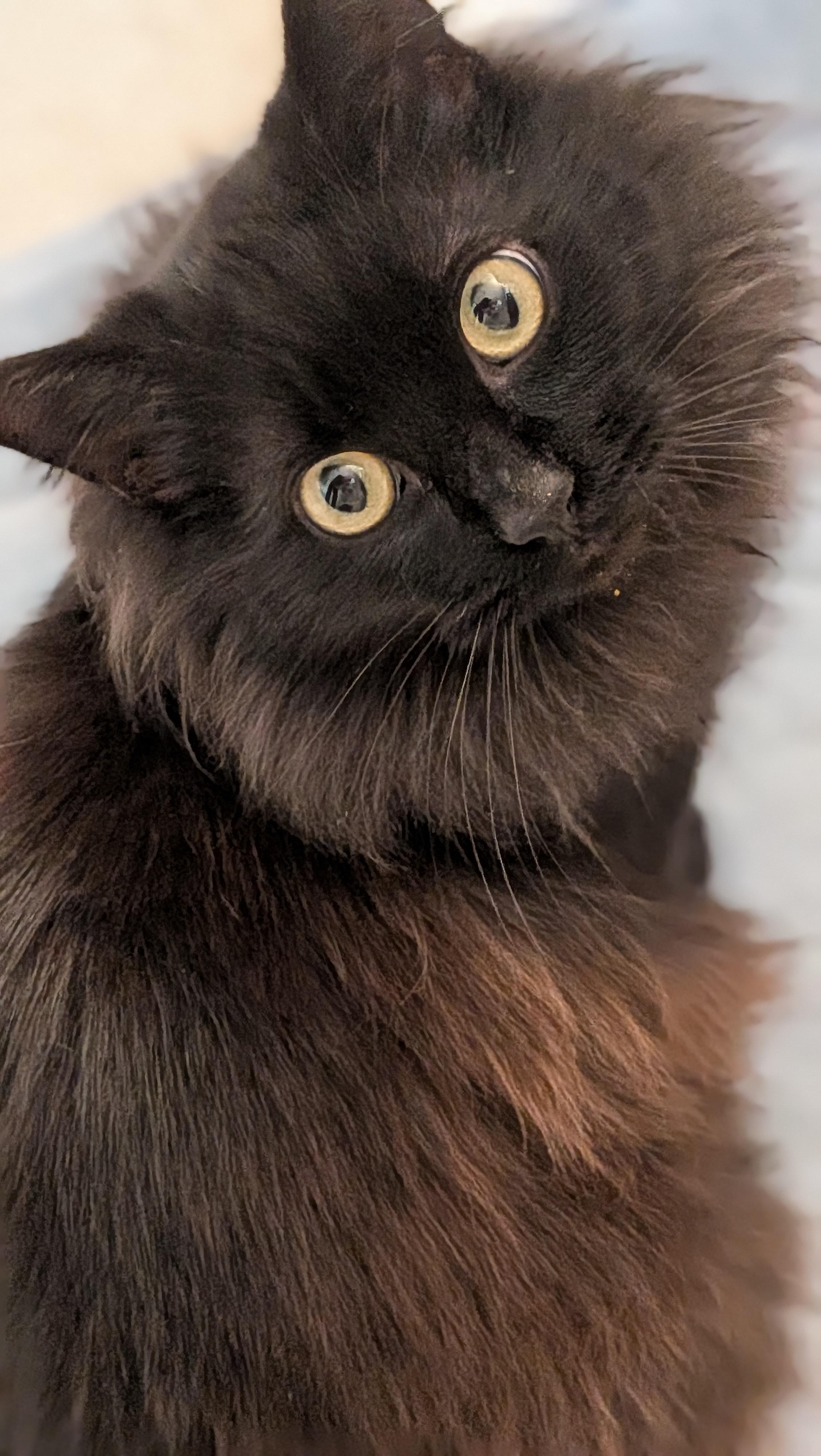 Enlarge Remy, a ADOPTABLE Domestic Long Hair in Wilmington, NC image 3/6