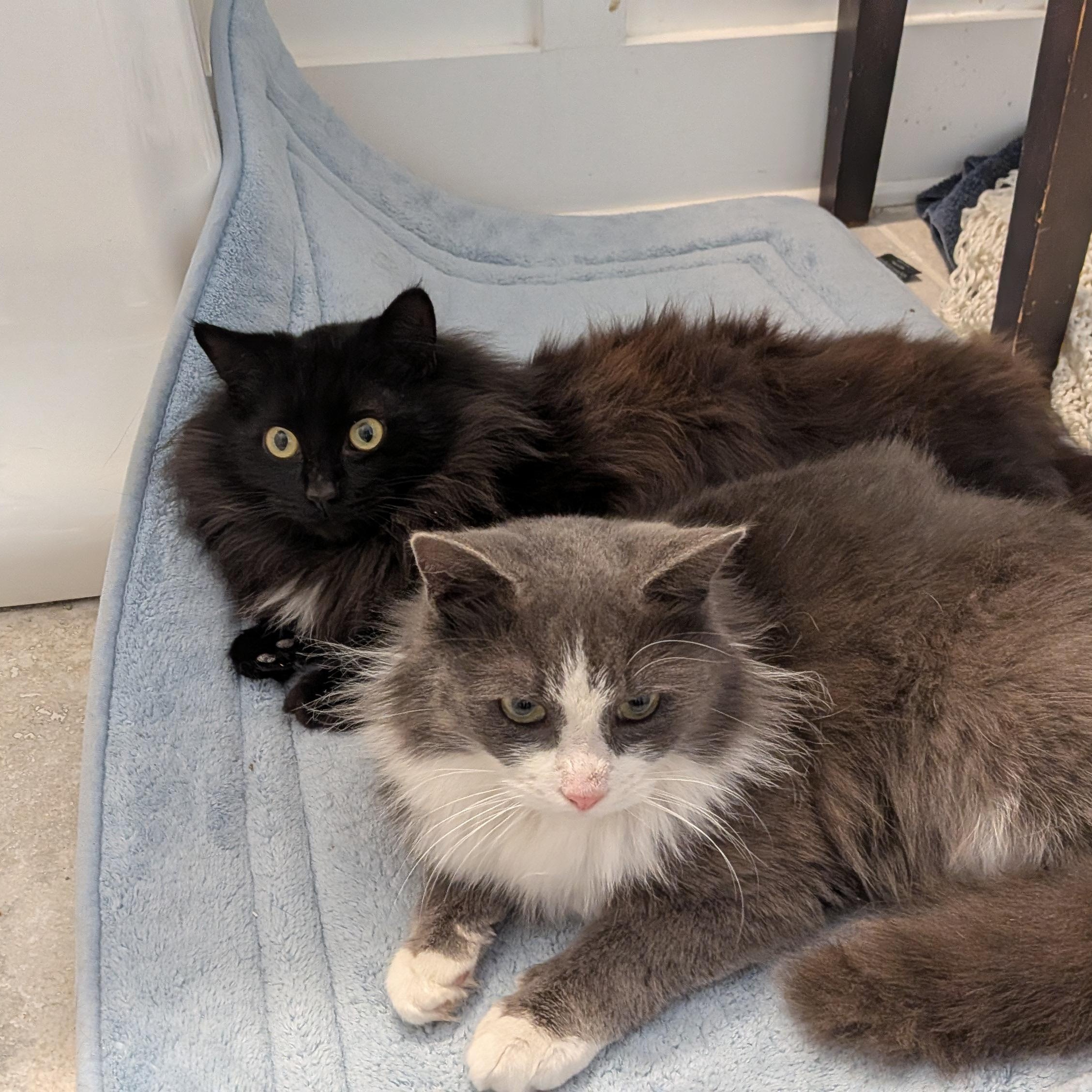 Enlarge Remy, a ADOPTABLE Domestic Long Hair in Wilmington, NC image 4/6