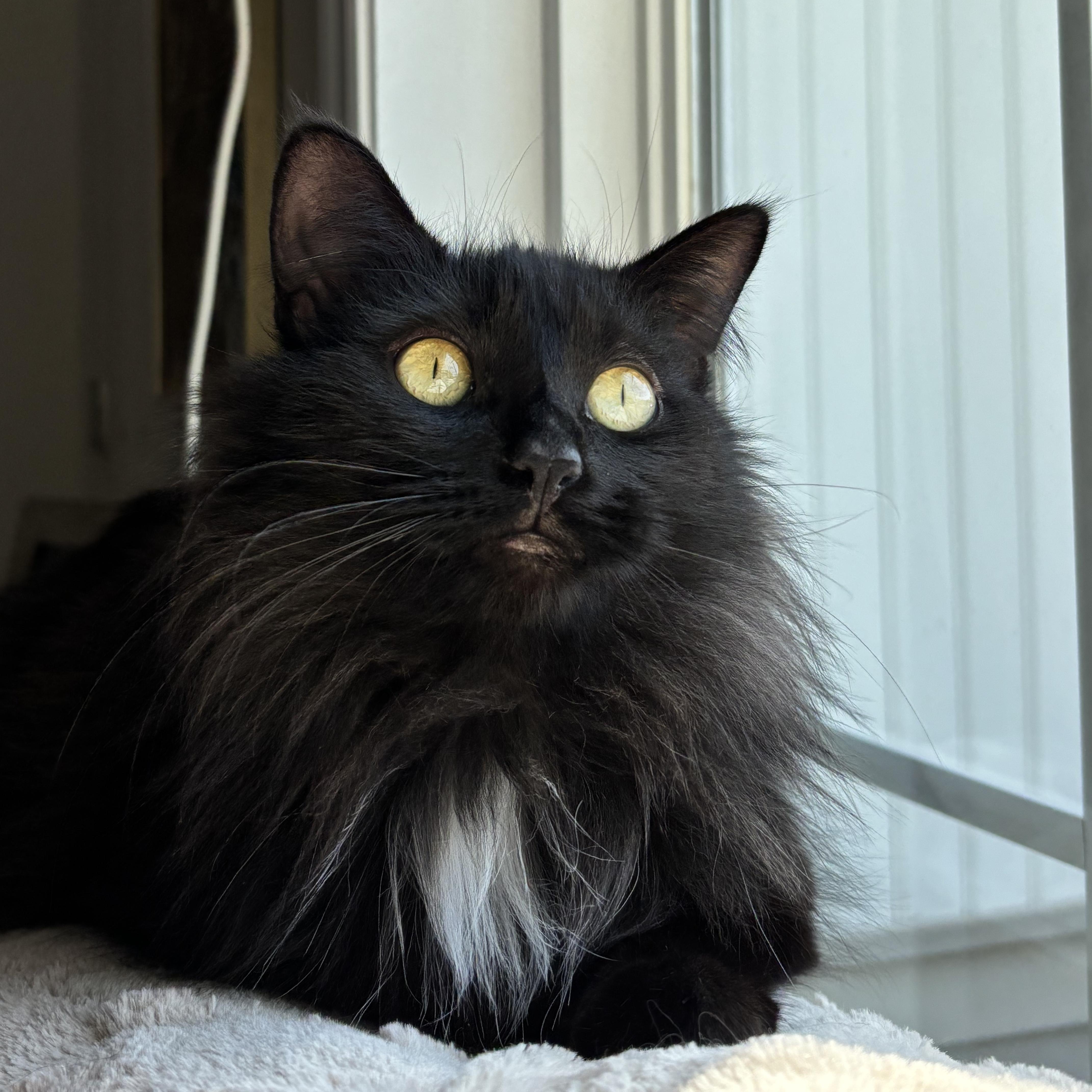 Remy, ADOPTABLE, Kitten Male Domestic Long Hair.