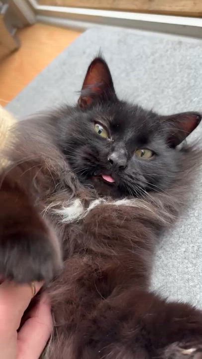 Enlarge Remy, a ADOPTABLE Domestic Long Hair in Wilmington, NC video 6/6