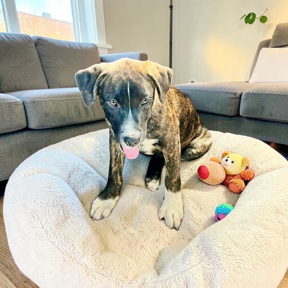 Enlarge Boots, a Adoptable mixed breed in Poughkeepsie, NY image 3/6