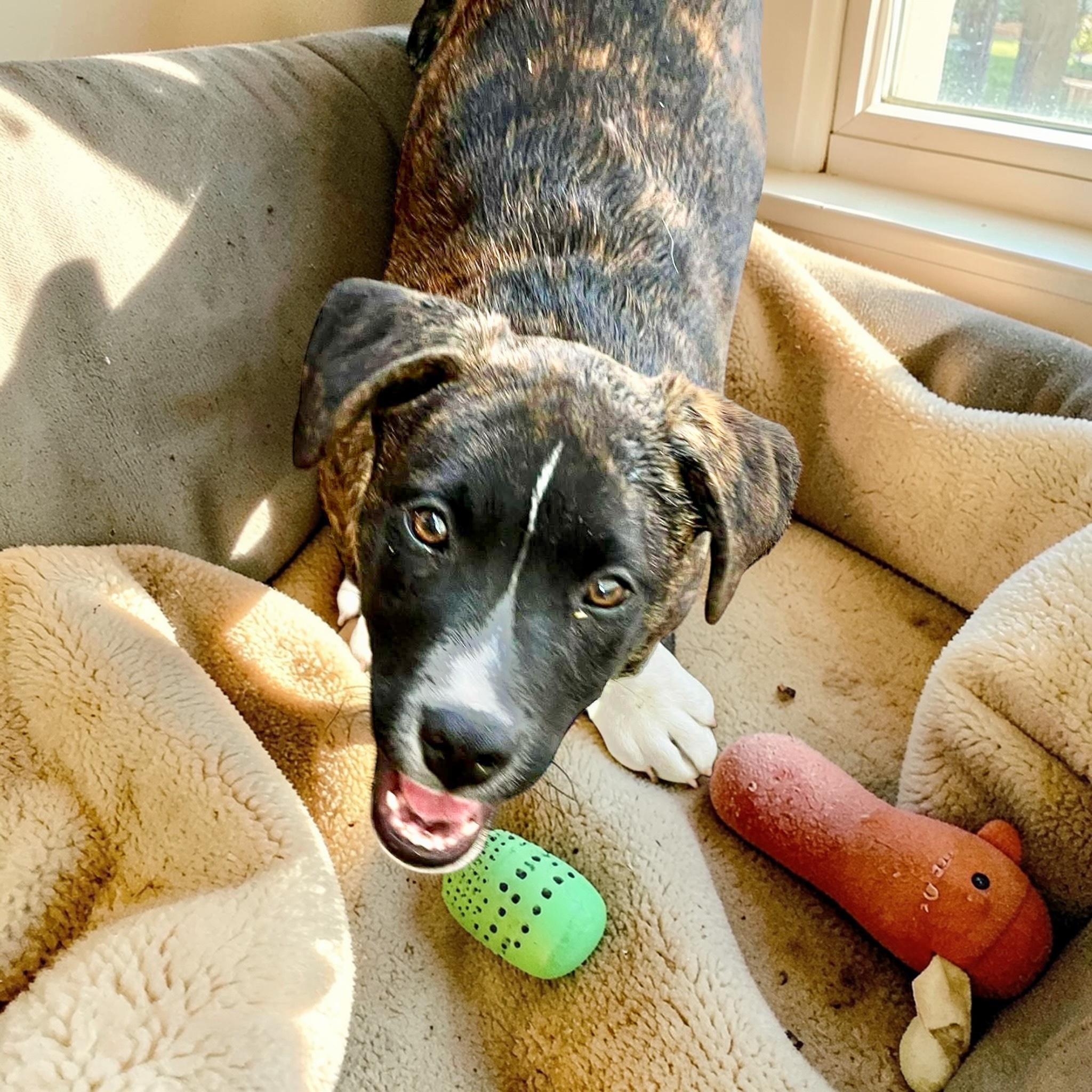 Enlarge Boots, a Adoptable mixed breed in Poughkeepsie, NY image 1/6