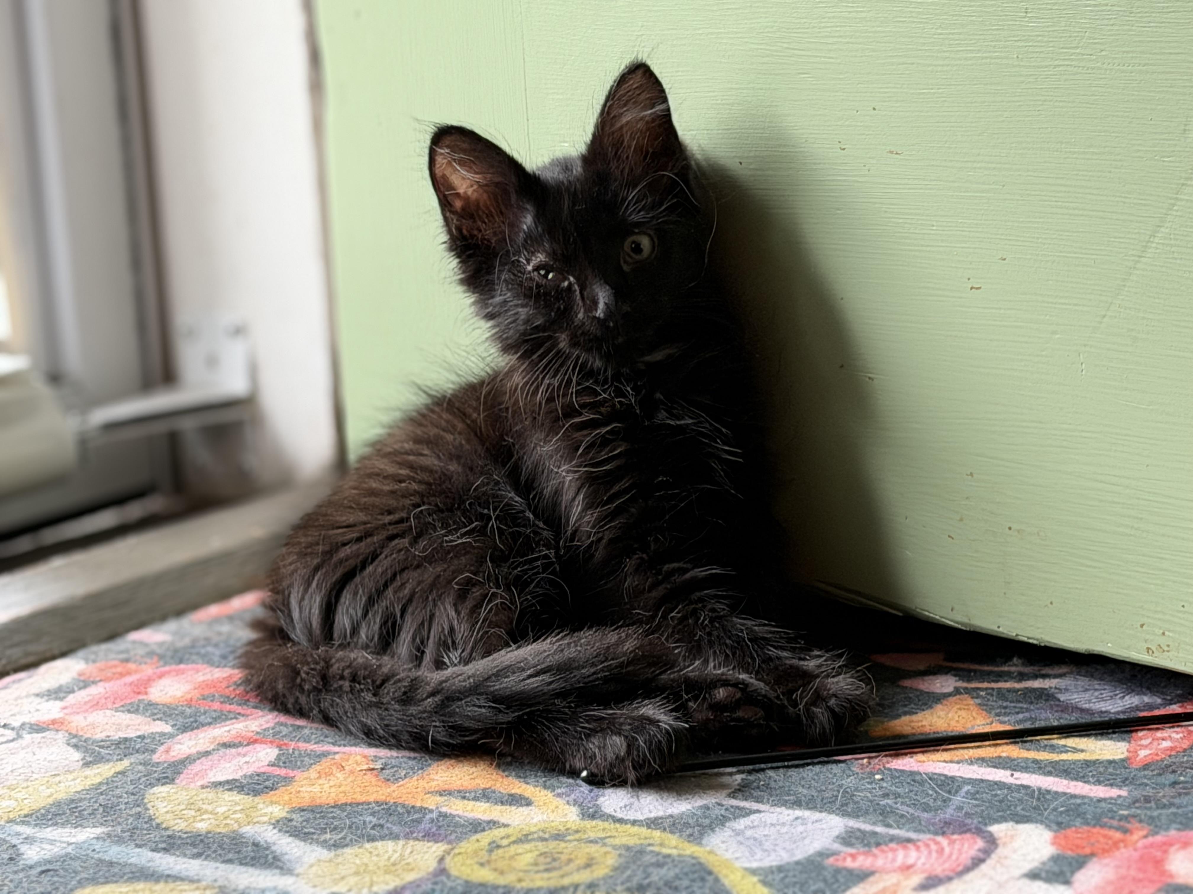 Enlarge Hazel the Wise, a ADOPTABLE Domestic Medium Hair in Cincinnati, OH image 6/6