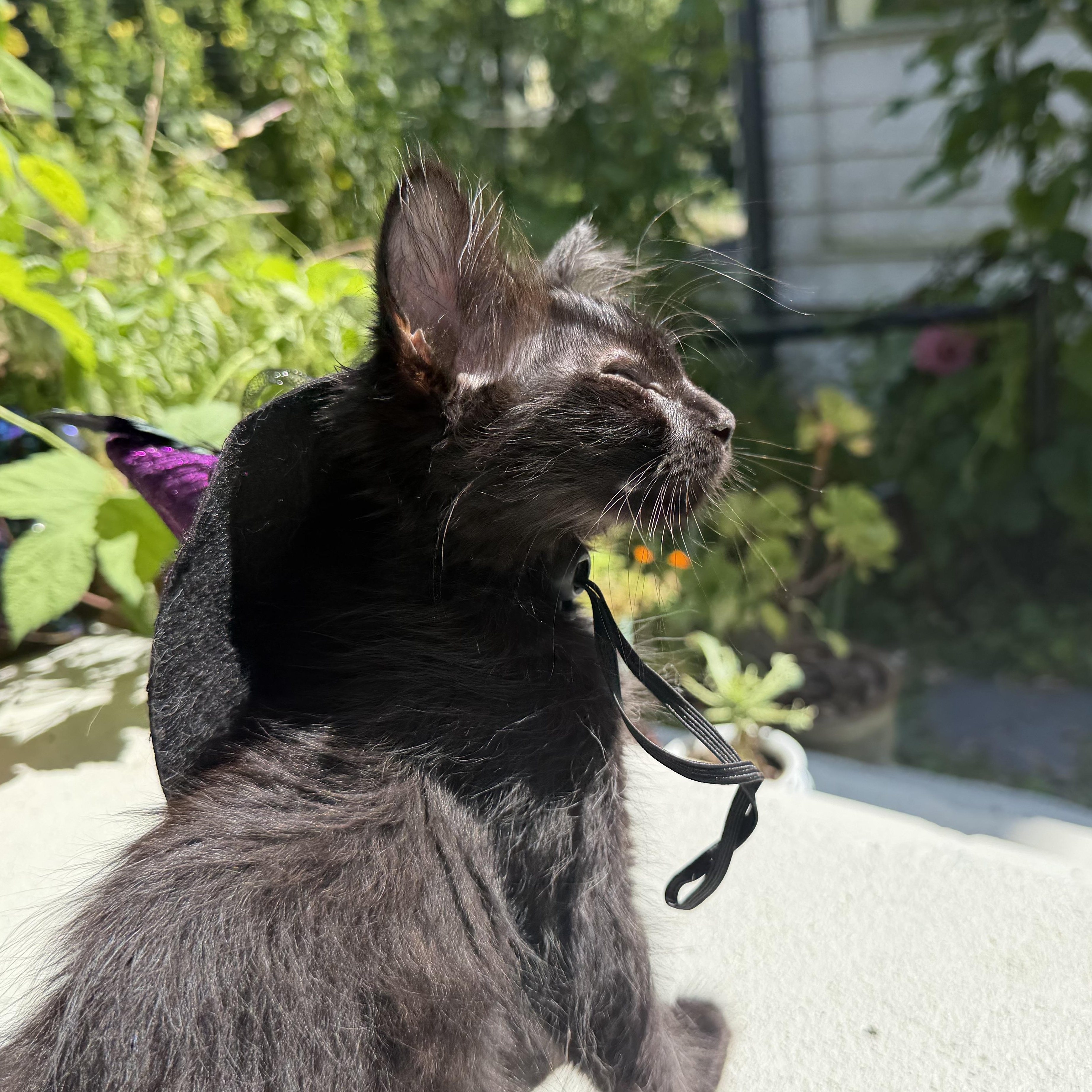Enlarge Hazel the Wise, a ADOPTABLE Domestic Medium Hair in Cincinnati, OH image 3/6