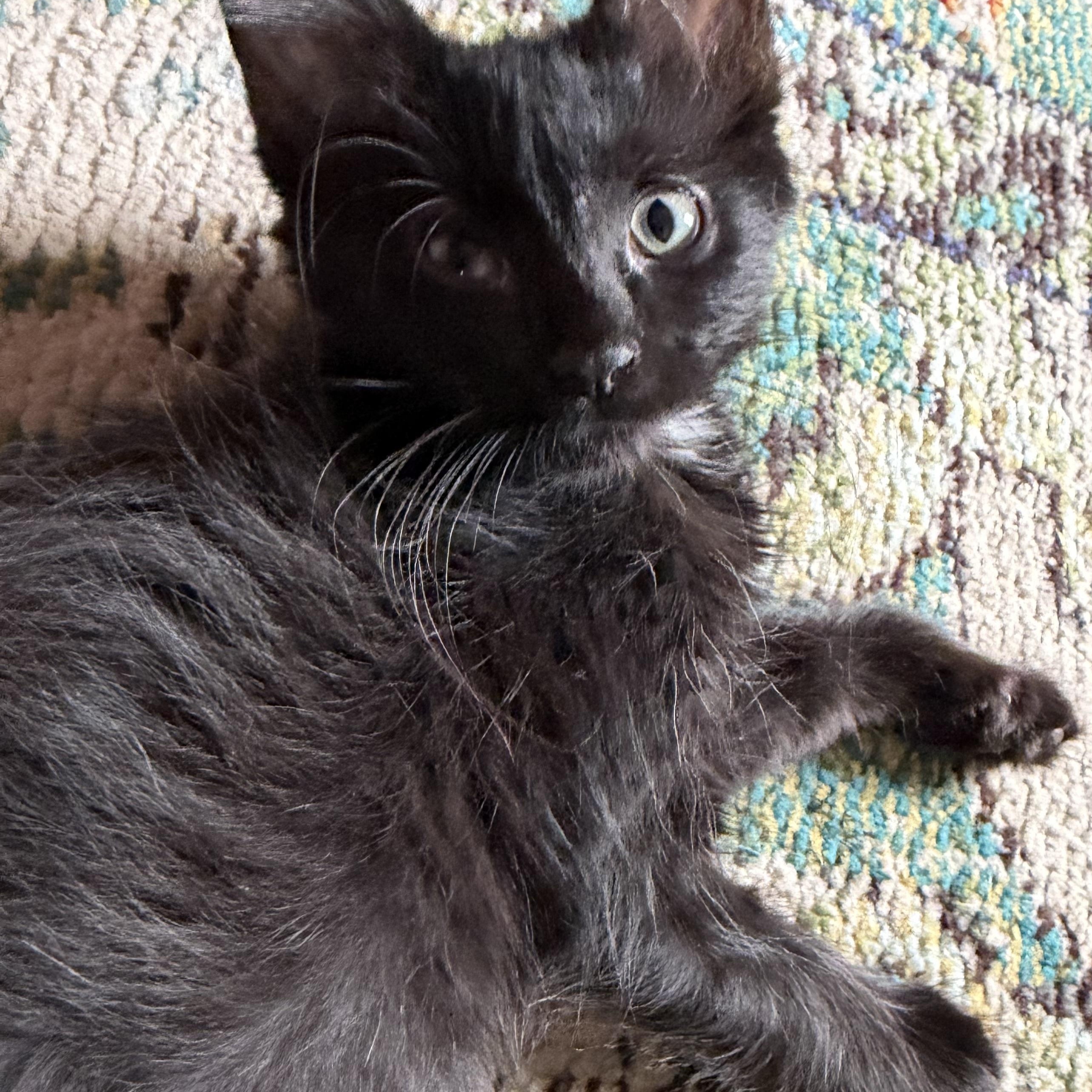 Hazel the Wise, ADOPTABLE, Kitten Female Domestic Medium Hair.