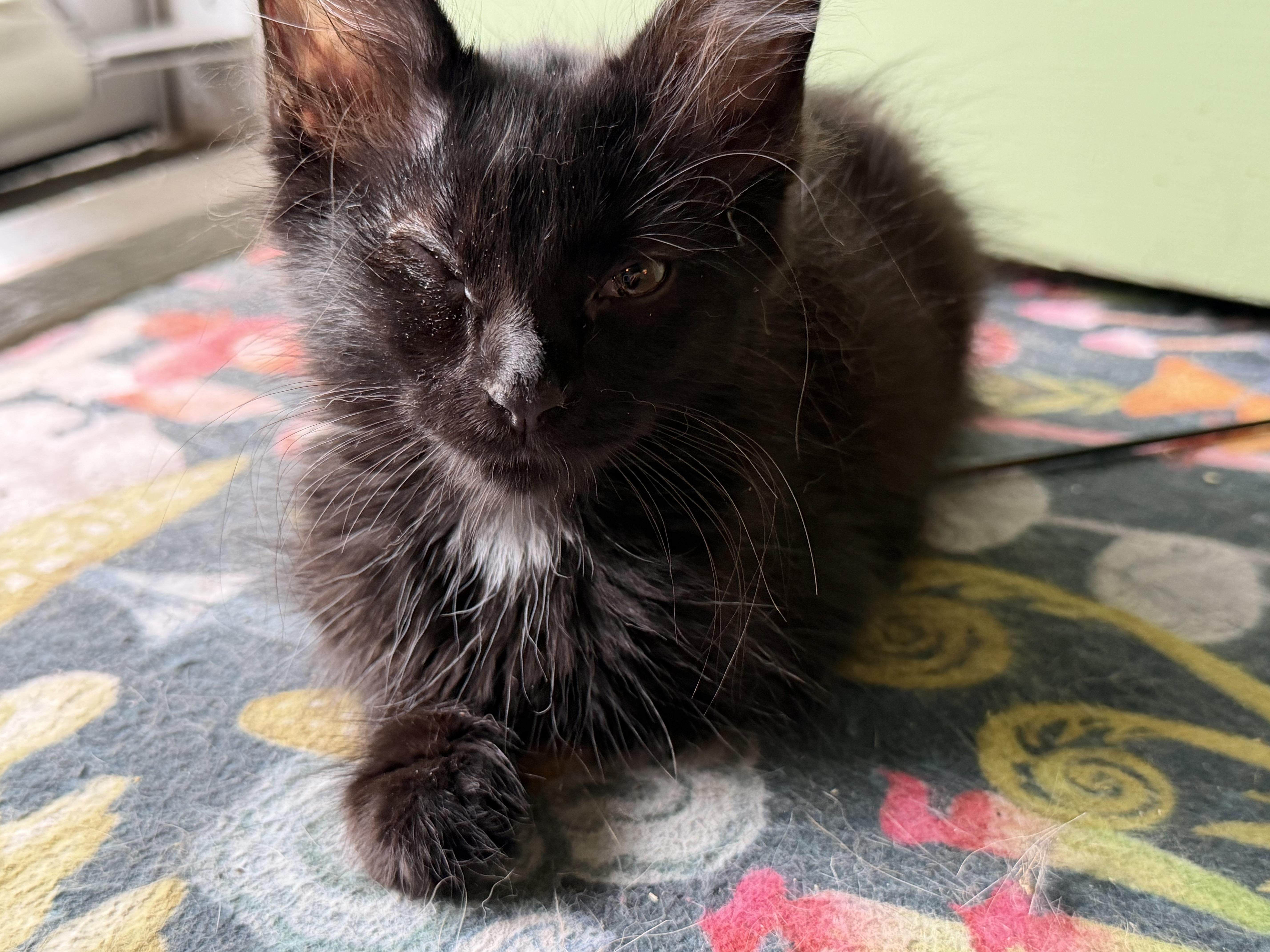 Enlarge Hazel the Wise, a ADOPTABLE Domestic Medium Hair in Cincinnati, OH image 4/6