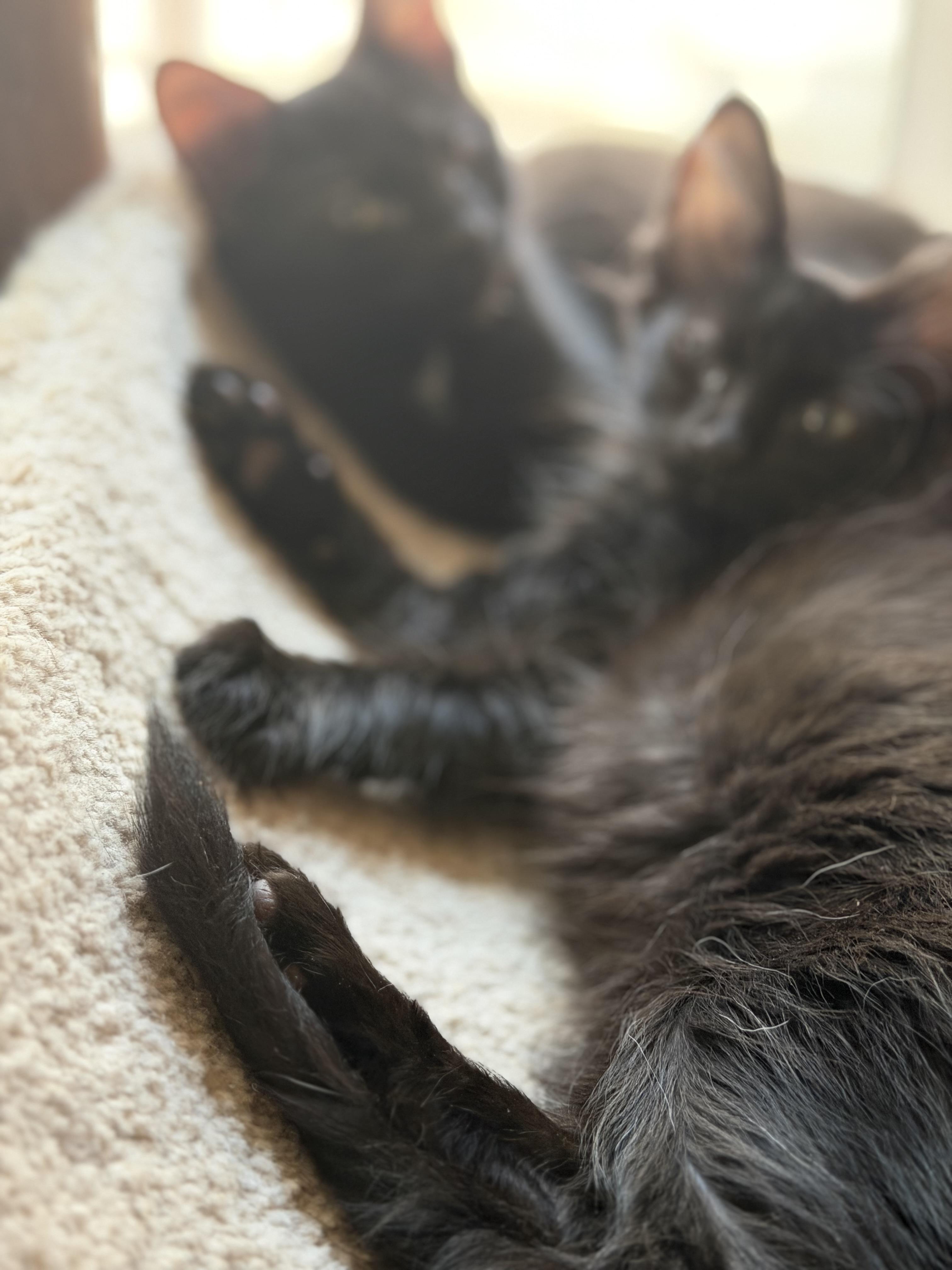 Enlarge Hazel the Wise, a ADOPTABLE Domestic Medium Hair in Cincinnati, OH image 2/6