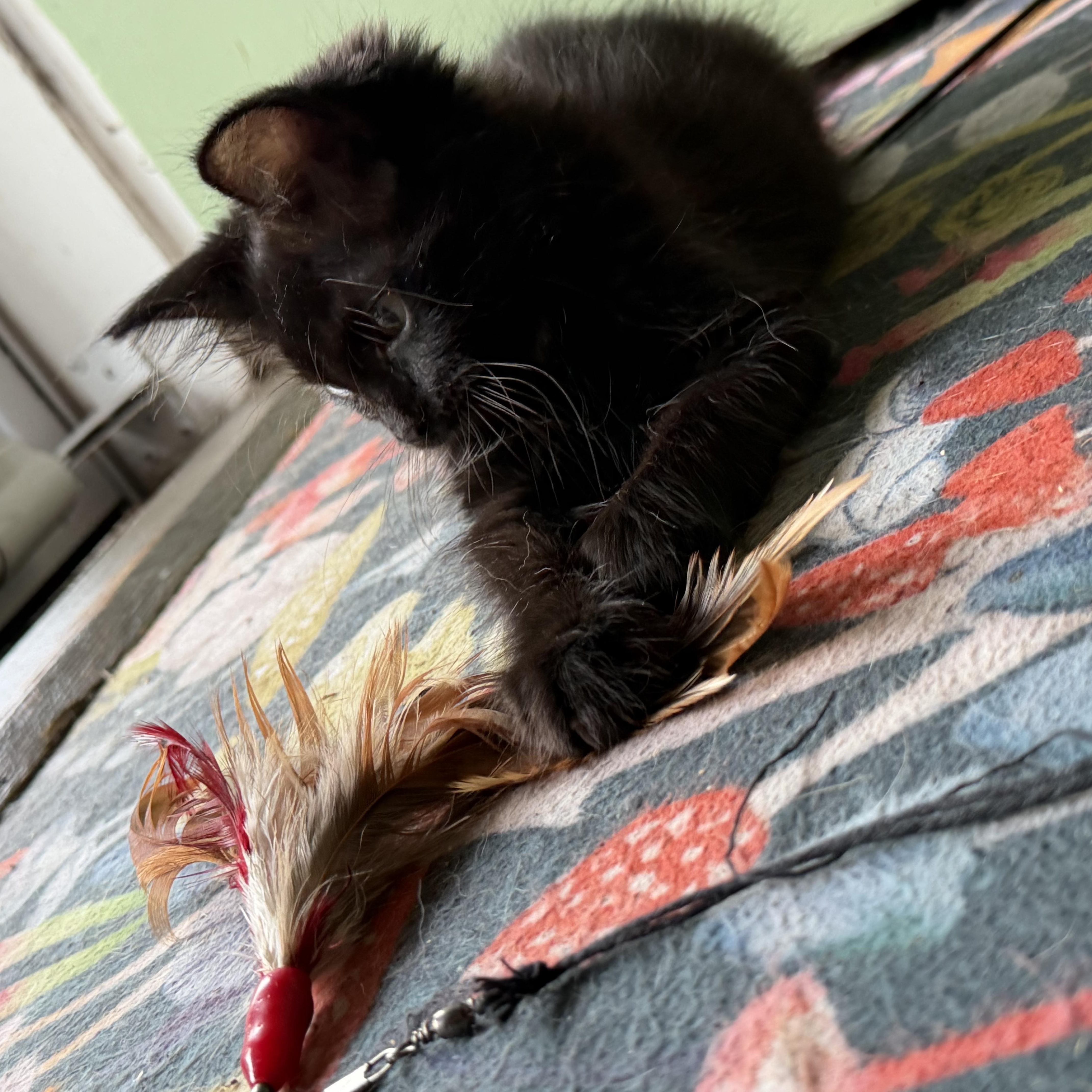 Enlarge Hazel the Wise, a ADOPTABLE Domestic Medium Hair in Cincinnati, OH image 5/6