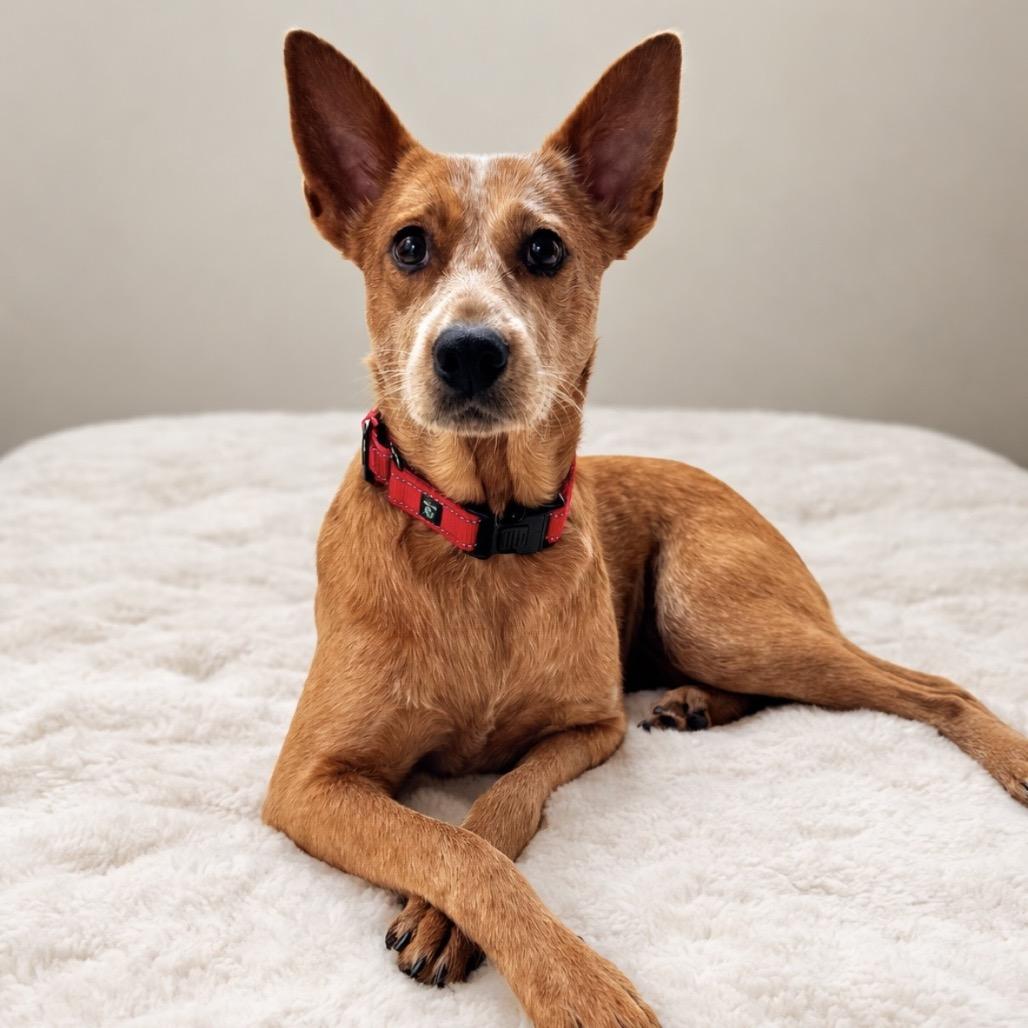 Enlarge Pepper, a Adoptable Cattle Dog in Chantilly, VA image 1/6