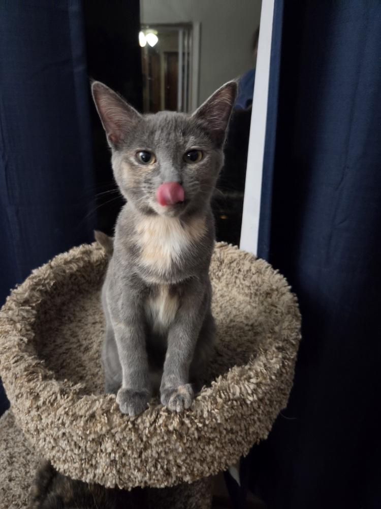 Cindy, Adoptable, Kitten Female Domestic Short Hair.