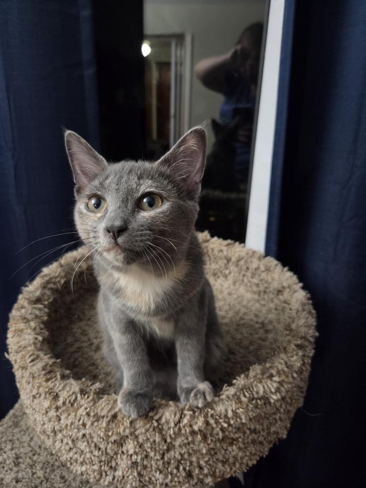Enlarge Cindy, a Adoptable Domestic Short Hair in Lincoln Park, MI image 2/3
