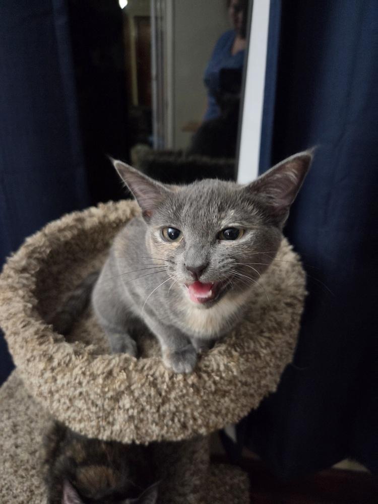 Enlarge Cindy, a Adoptable Domestic Short Hair in Lincoln Park, MI image 3/3