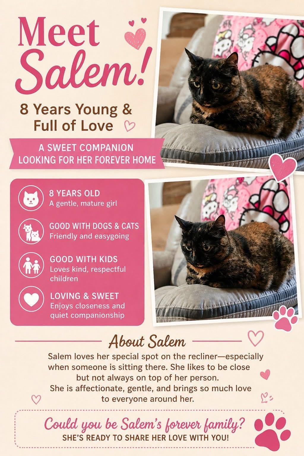 Enlarge Salem, a Adoptable Tortoiseshell in San Antonio, TX image 1/1