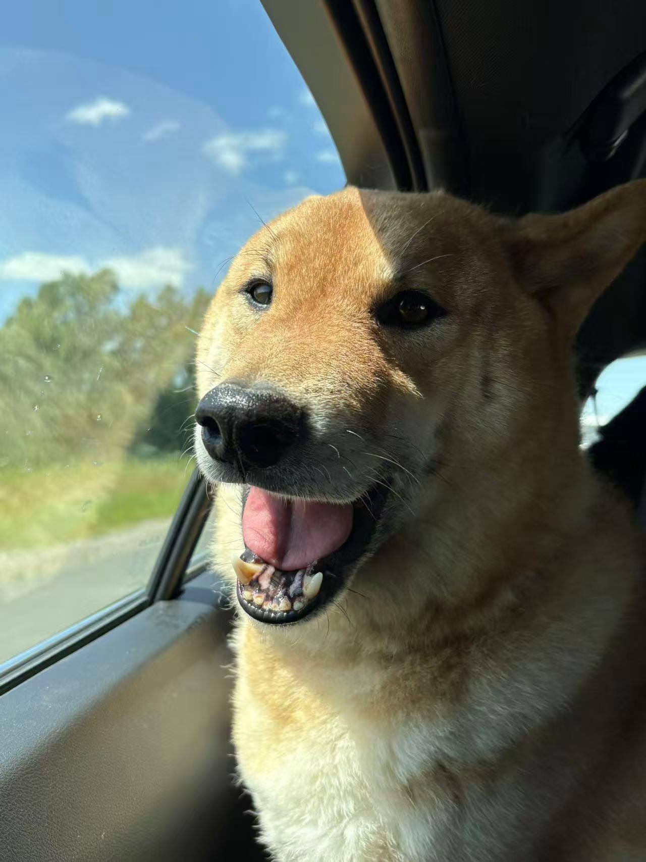 Pablo, a Adoptable Shiba Inu in Markham, ON image 5/5