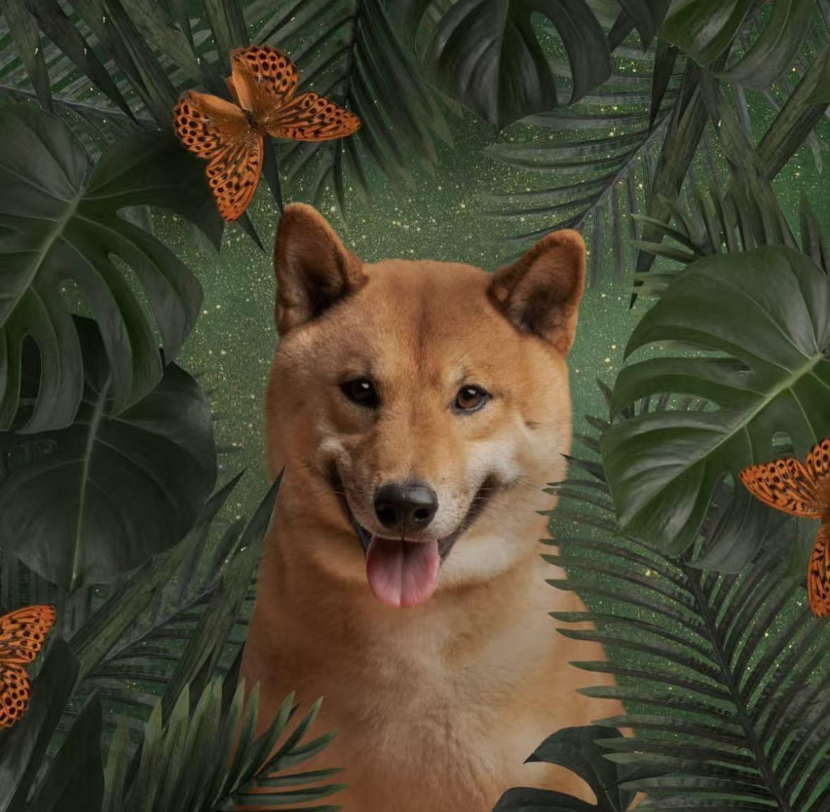 Pablo, Adoptable, Adult Male Shiba Inu.
