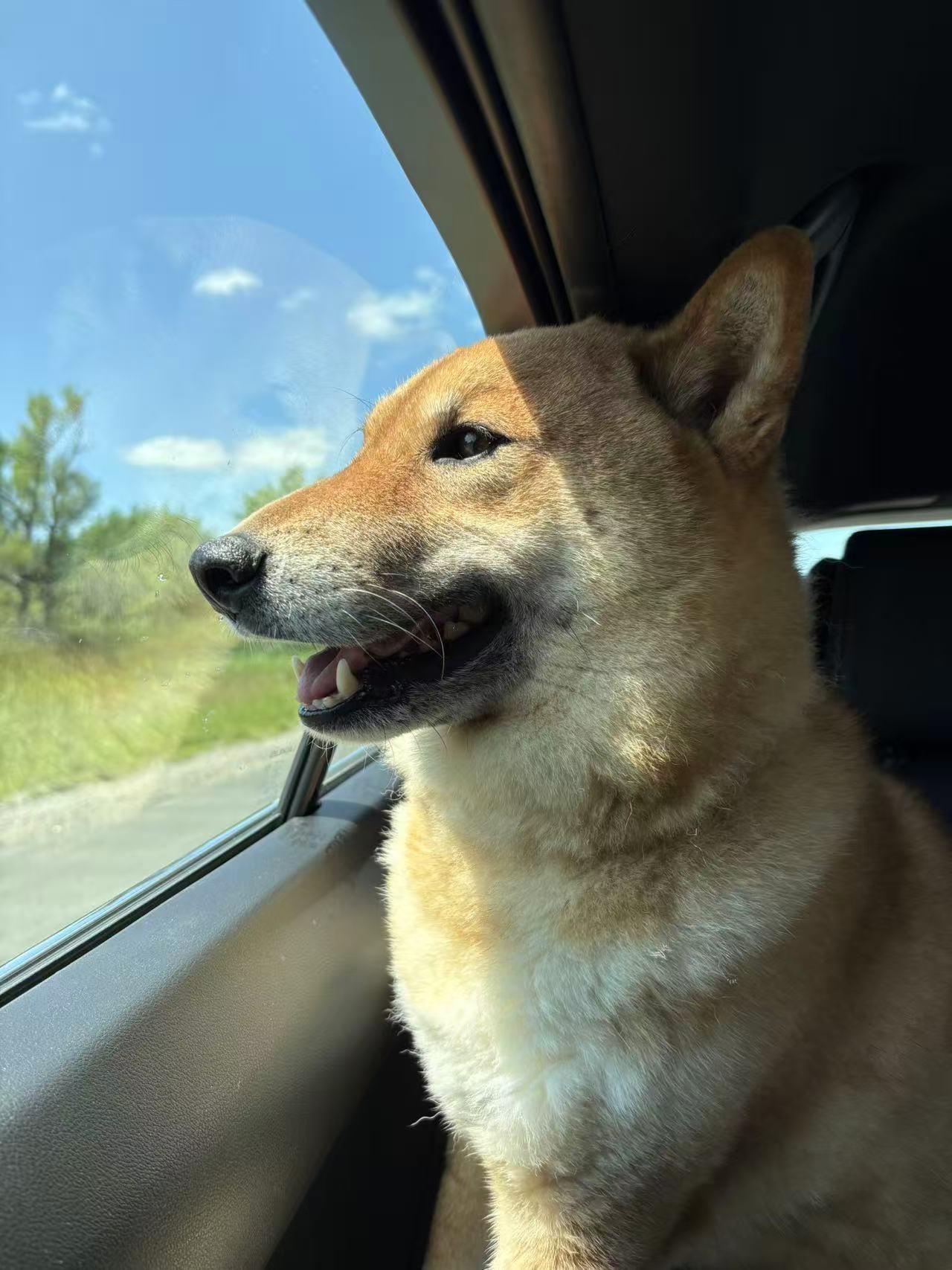 Pablo, a Adoptable Shiba Inu in Markham, ON image 4/5