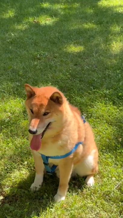 Enlarge Pablo, a Adoptable Shiba Inu in Markham, ON video 1/5