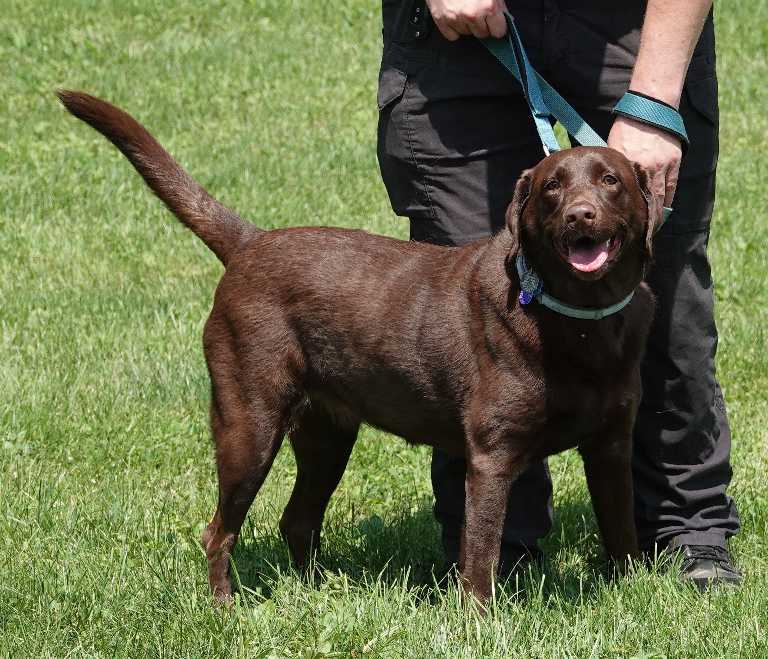 Kona, a ADOPTABLE Chocolate Labrador Retriever in Millfield, OH image 2/3