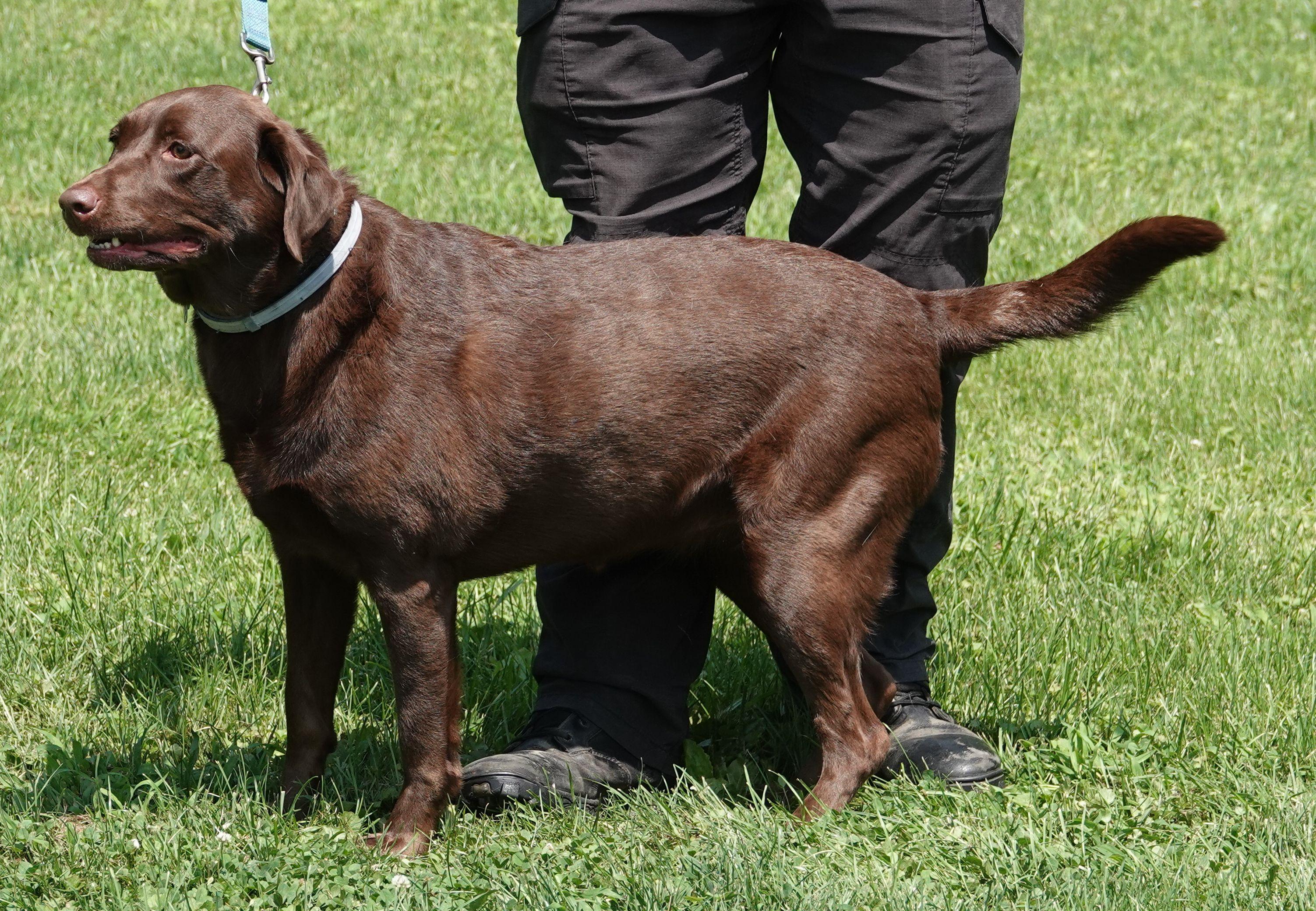 Kona, a ADOPTABLE Chocolate Labrador Retriever in Millfield, OH image 3/3
