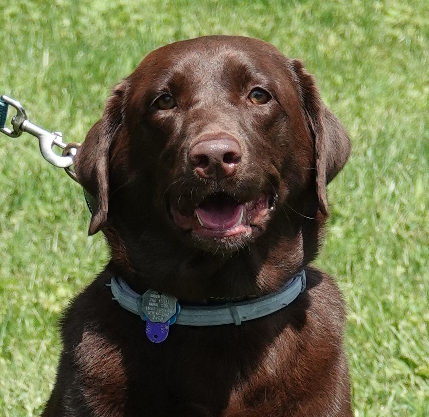 Kona, ADOPTABLE, Adult Female Chocolate Labrador Retriever.