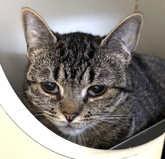 GRAVY JANE, Adoptable, Young Female Domestic Short Hair.