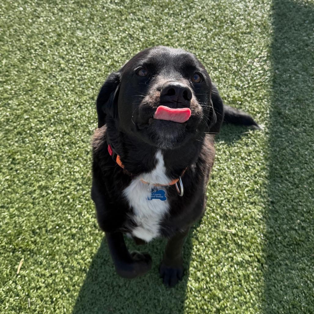 Enlarge Stub, a Adoptable mixed breed in Cody, WY image 1/5