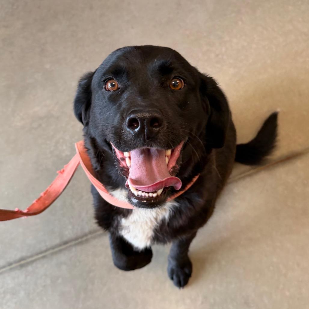 Enlarge Stub, a Adoptable mixed breed in Cody, WY image 2/5