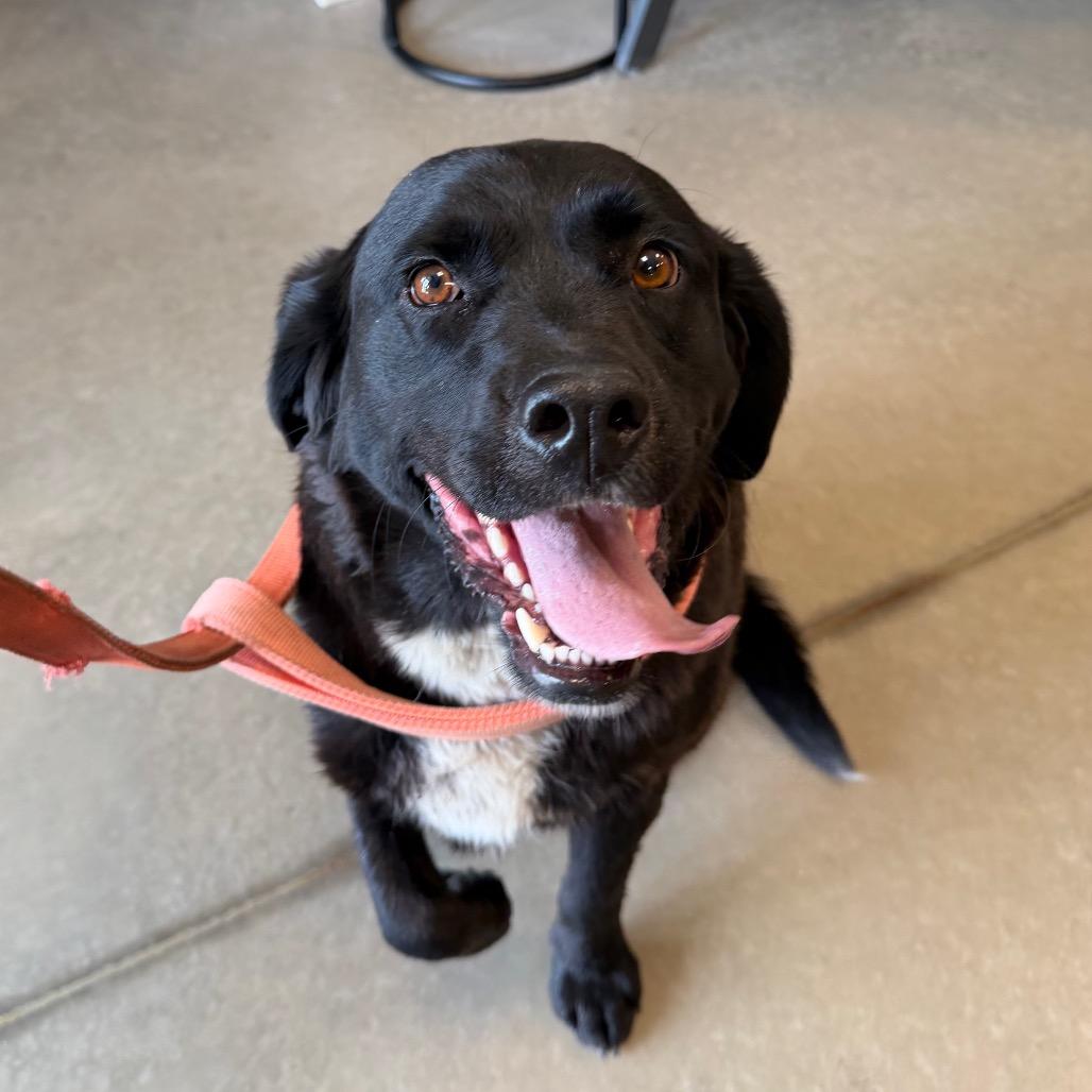Enlarge Stub, a Adoptable mixed breed in Cody, WY image 3/5