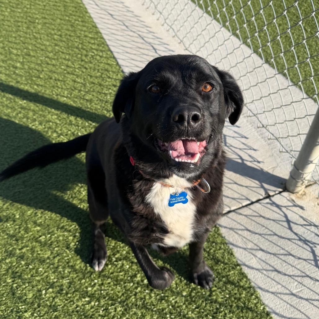 Enlarge Stub, a Adoptable mixed breed in Cody, WY image 4/5