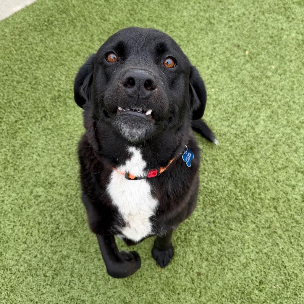 Enlarge Stub, a Adoptable mixed breed in Cody, WY image 5/5