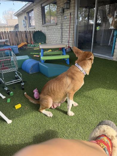 Lola — thumbnail 4