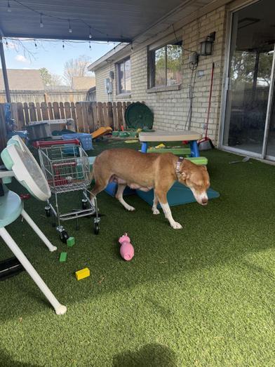 Lola — thumbnail 6