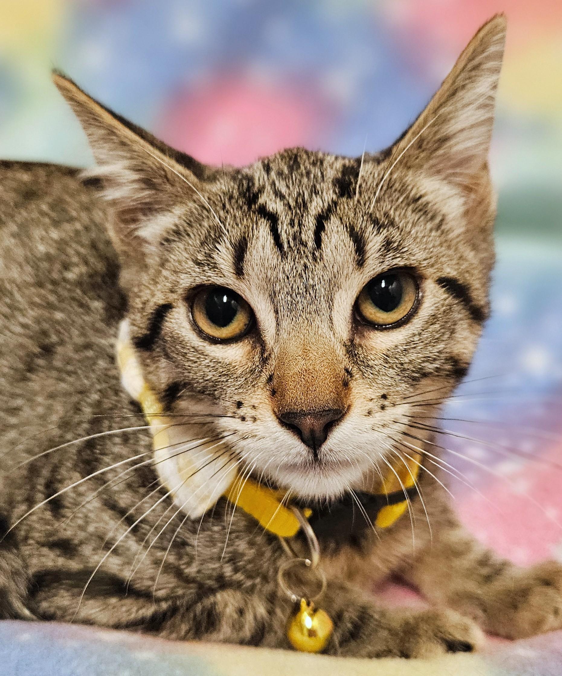 Enlarge Flash - Rancho Cucamonga PetSmart, a Adoptable Domestic Short Hair in Rancho Cucamonga, CA image 2/3