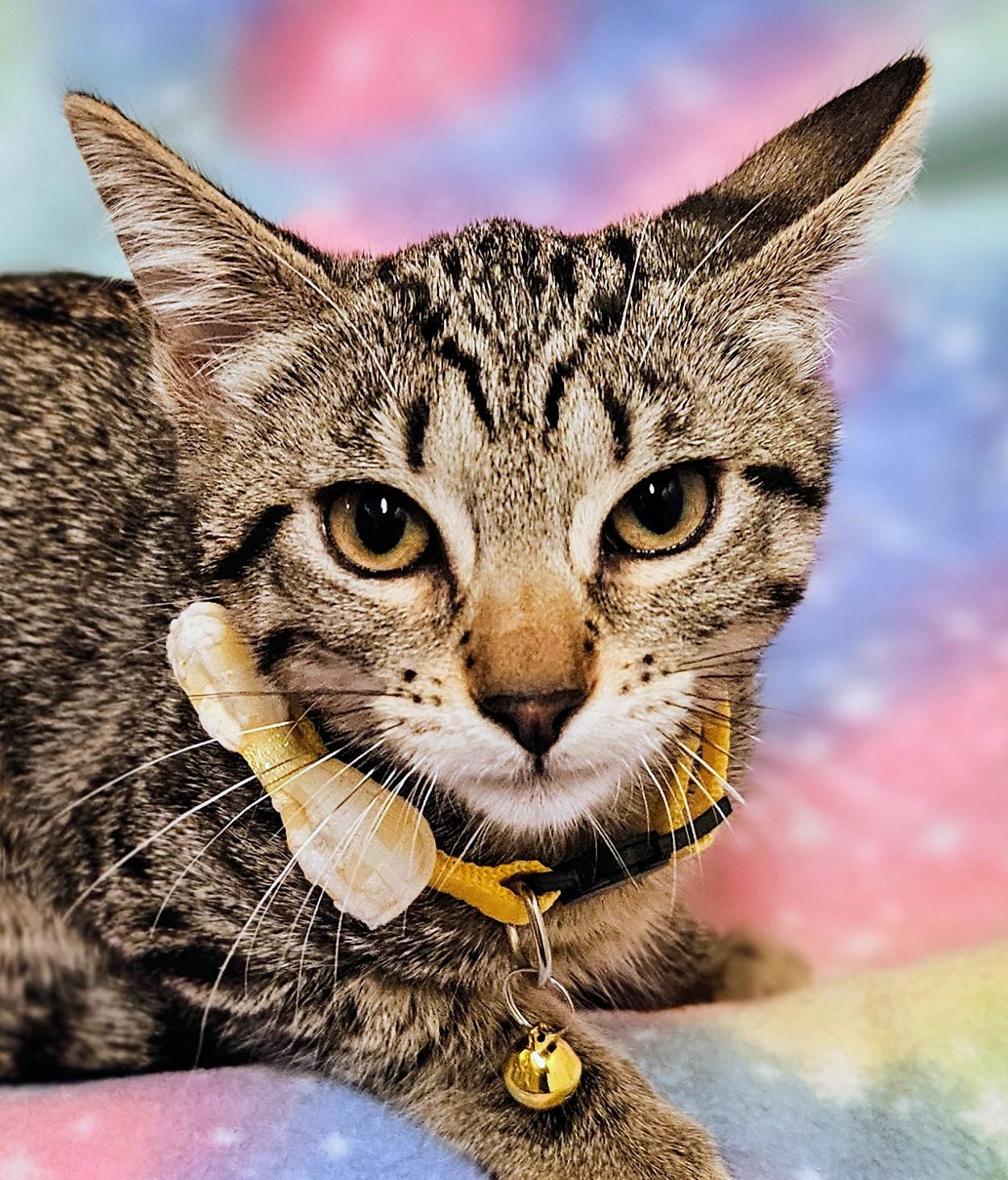 Enlarge Flash - Rancho Cucamonga PetSmart, a Adoptable Domestic Short Hair in Rancho Cucamonga, CA image 3/3
