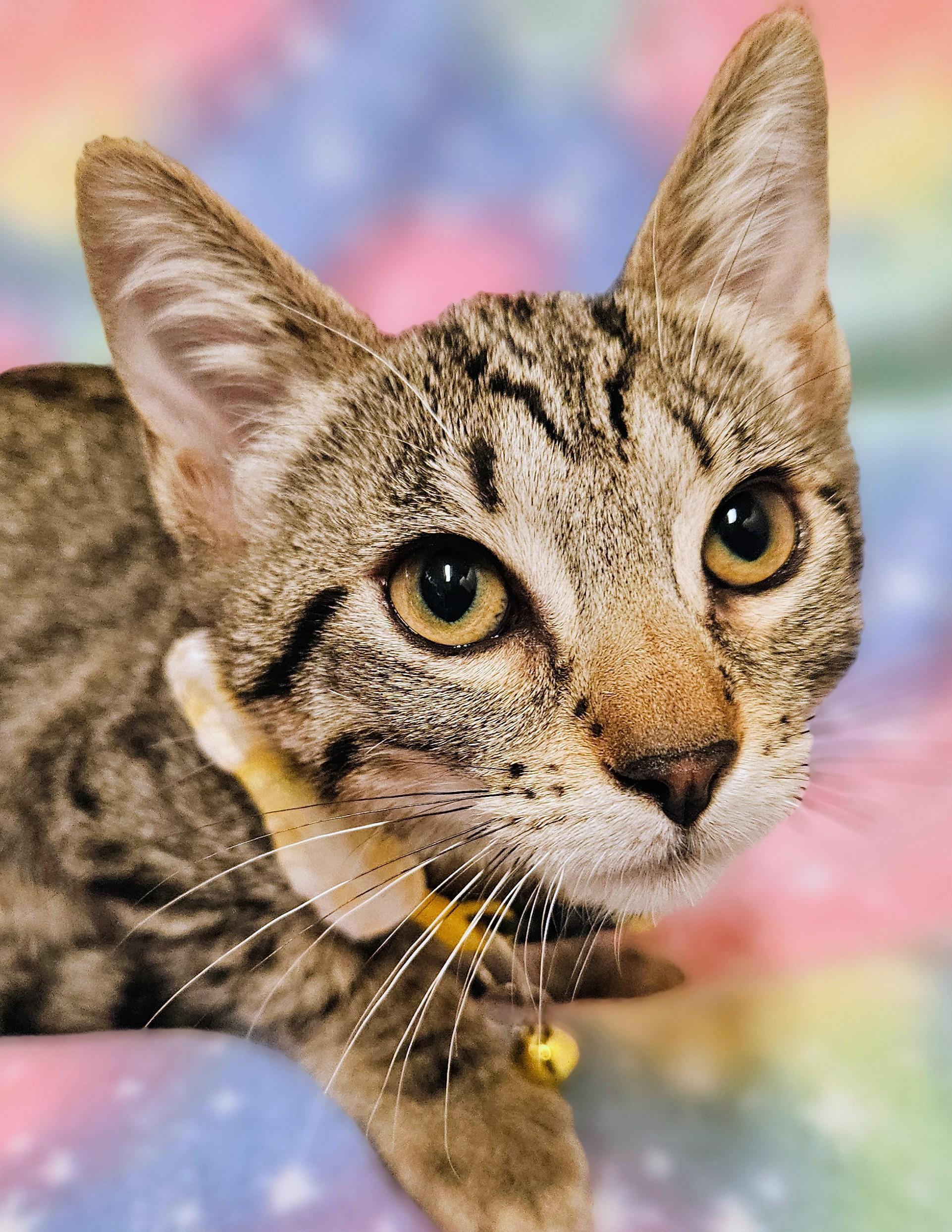 Enlarge Flash - Rancho Cucamonga PetSmart, a Adoptable Domestic Short Hair in Rancho Cucamonga, CA image 1/3