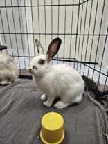 Enlarge Cliff (Bonded with Toppi), an adopted American in Everett, ON image 1/2