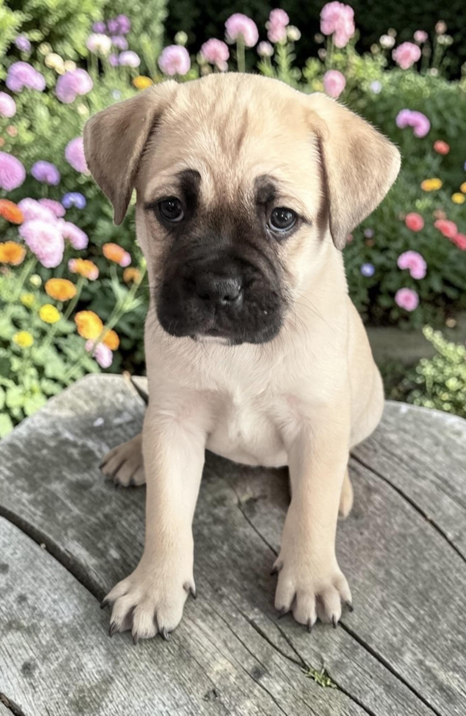 Dino, an adopted mixed breed in Los Angeles, CA image 1/3
