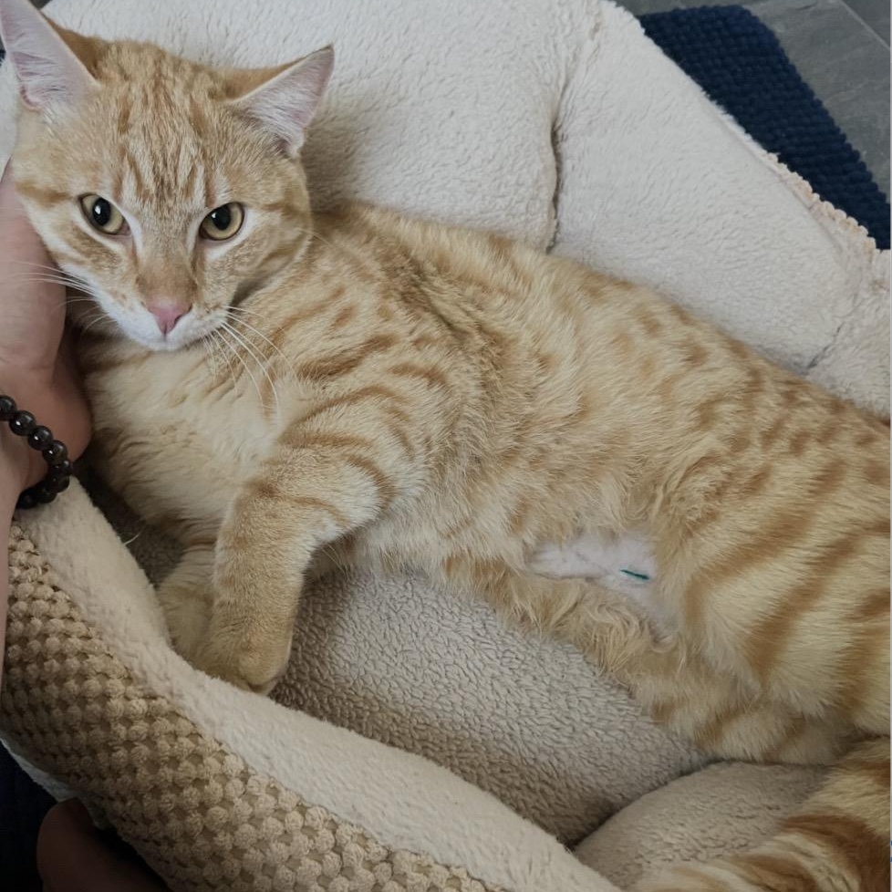 Enlarge Scramble, an adopted Domestic Short Hair in Pflugerville, TX image 1/1